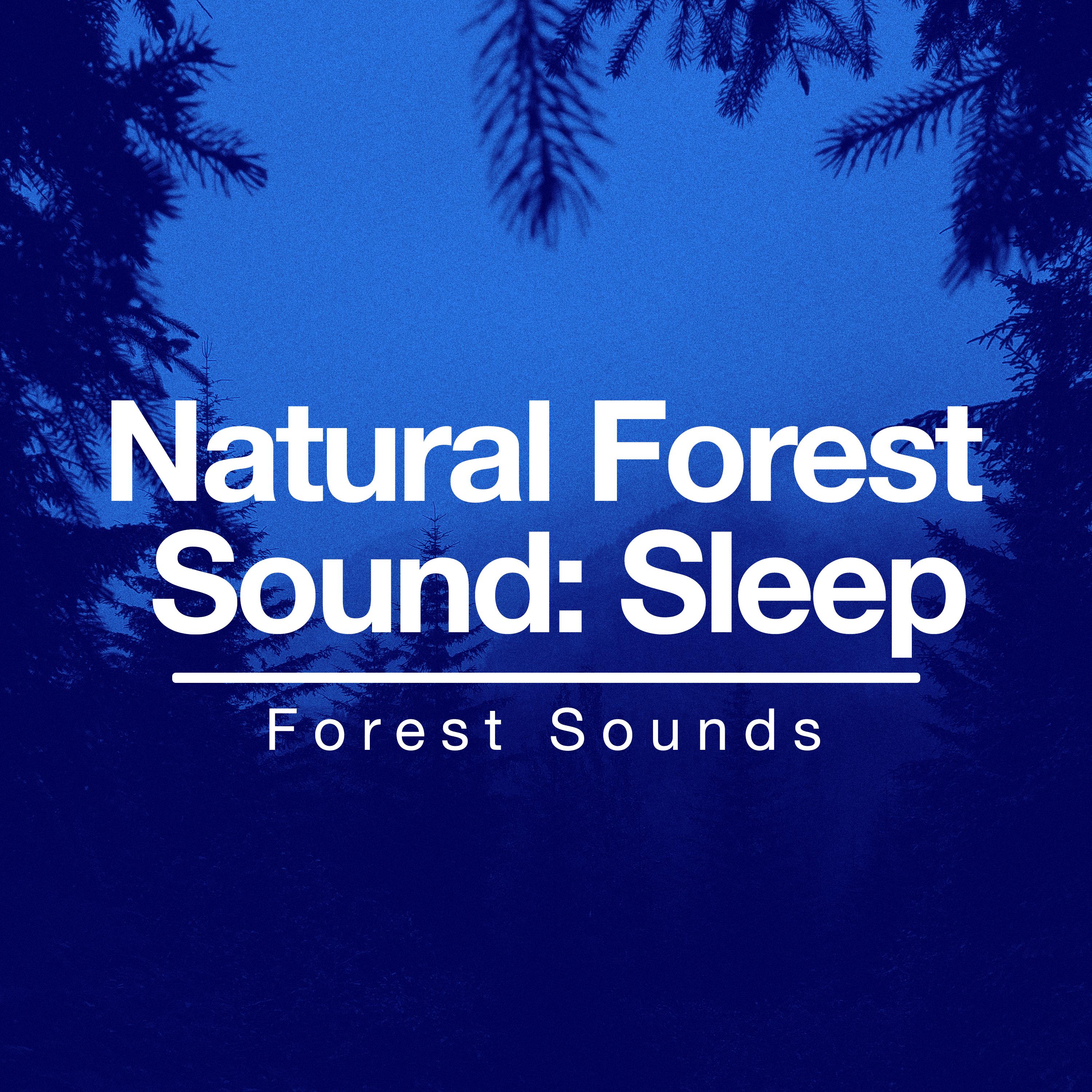 Natural Forest Sound: Sleep