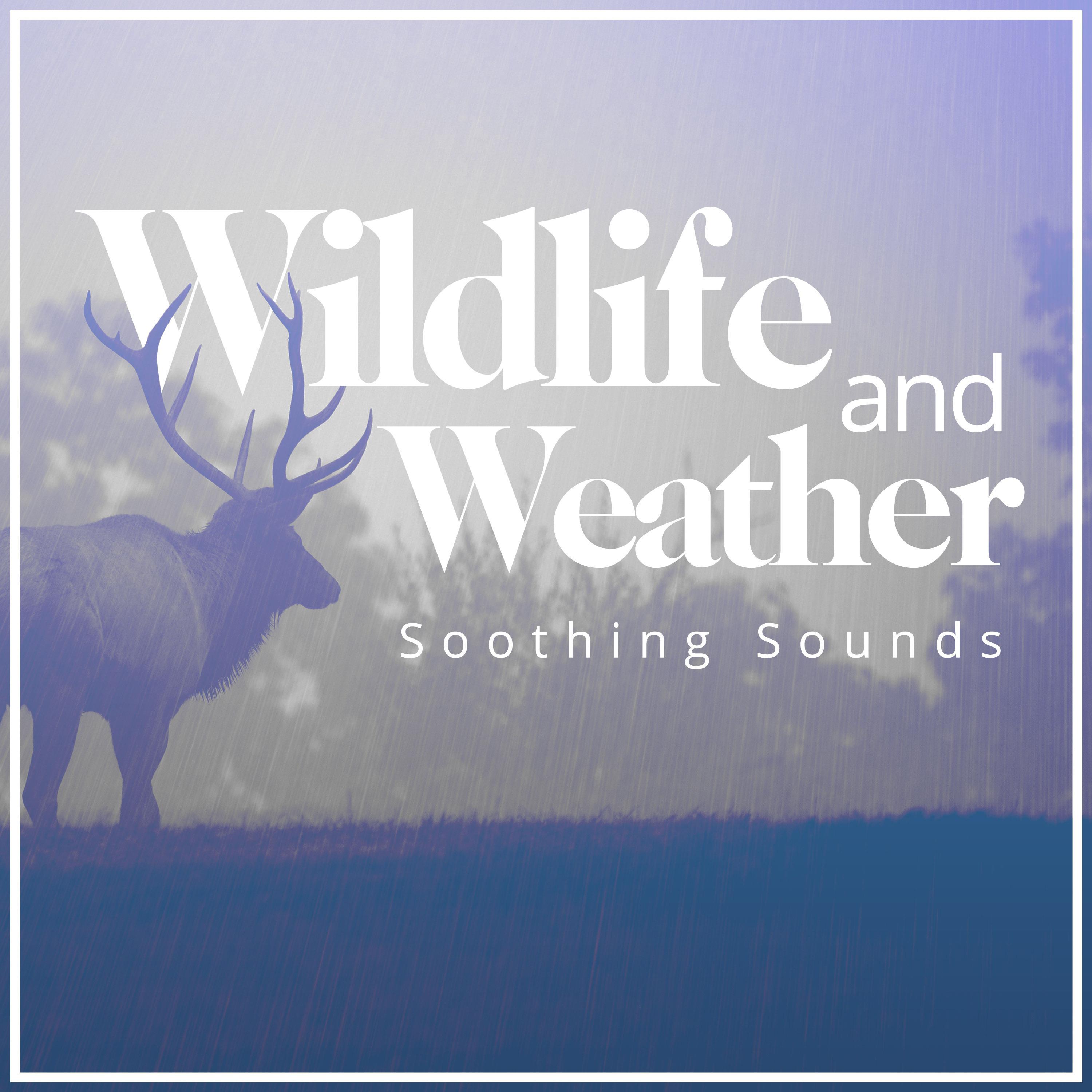 Wildlife and Weather