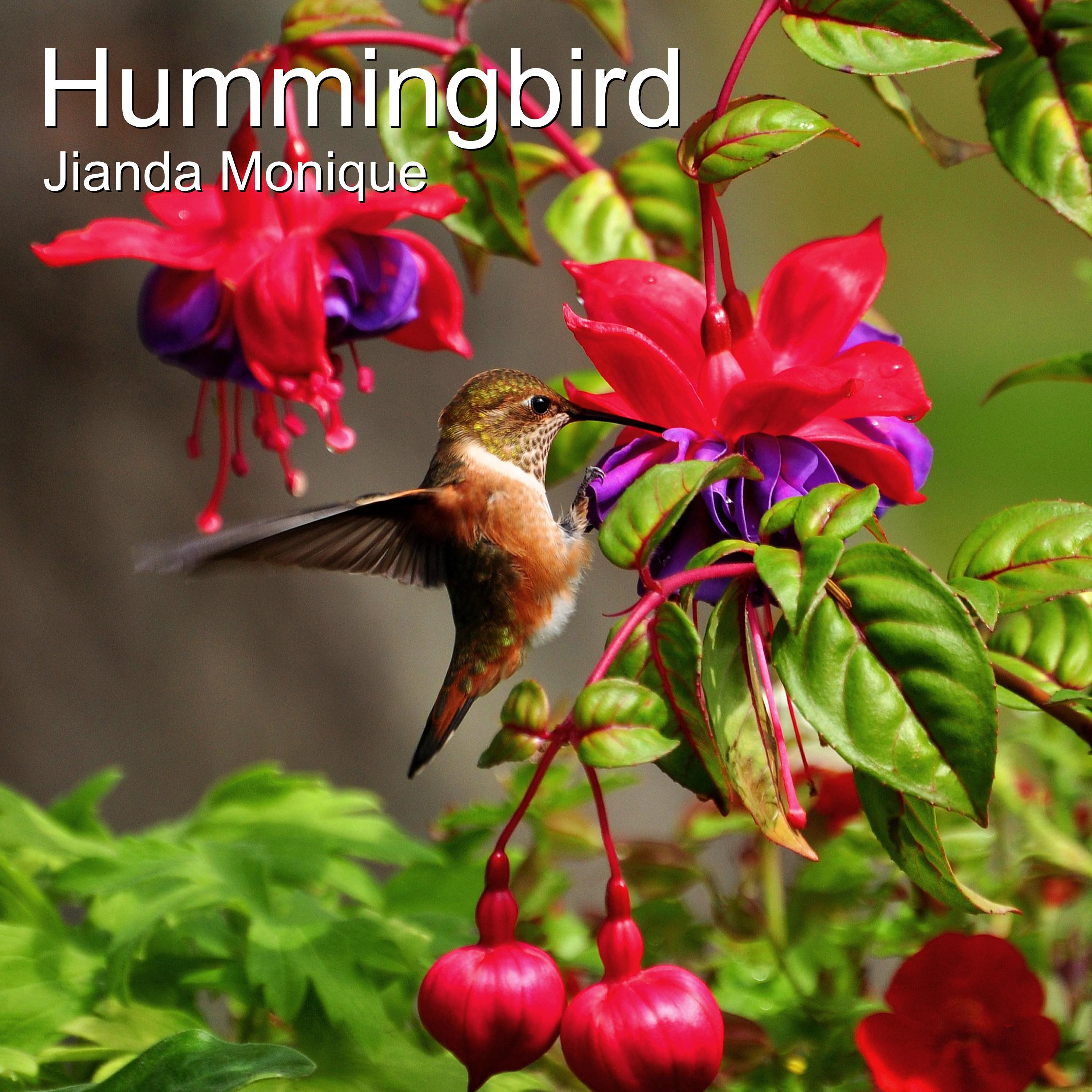 Hummingbird