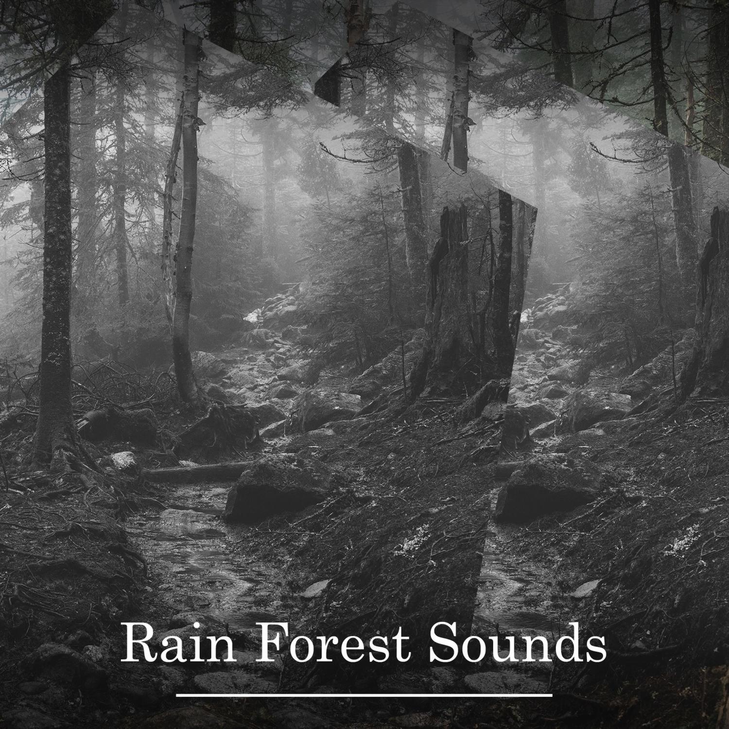 Rain Forest Sounds – Soothing Ambience for Relaxation, Meditation, Stress Relief, Better Sleep, Calmness and Serenity