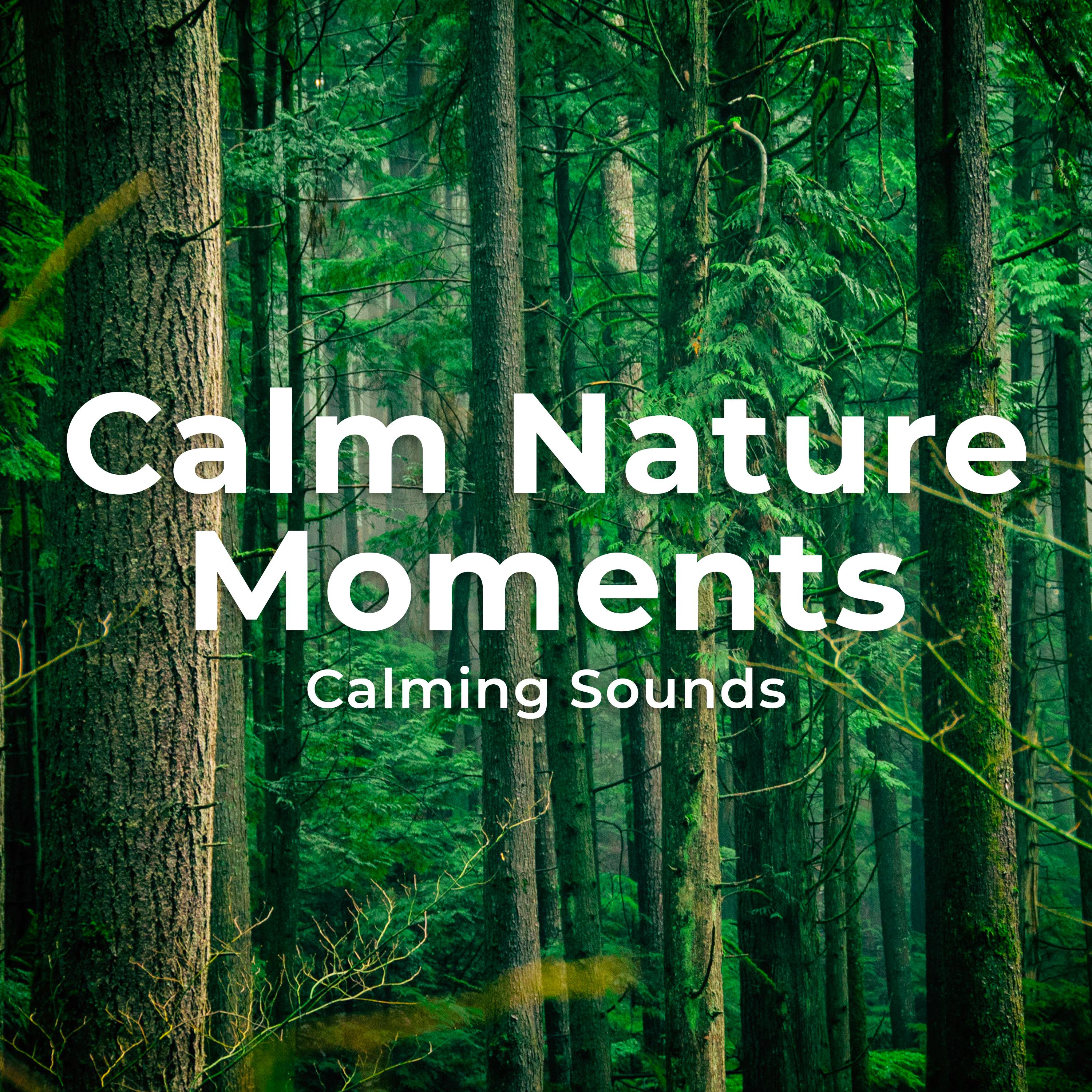 Calm Nature Moments