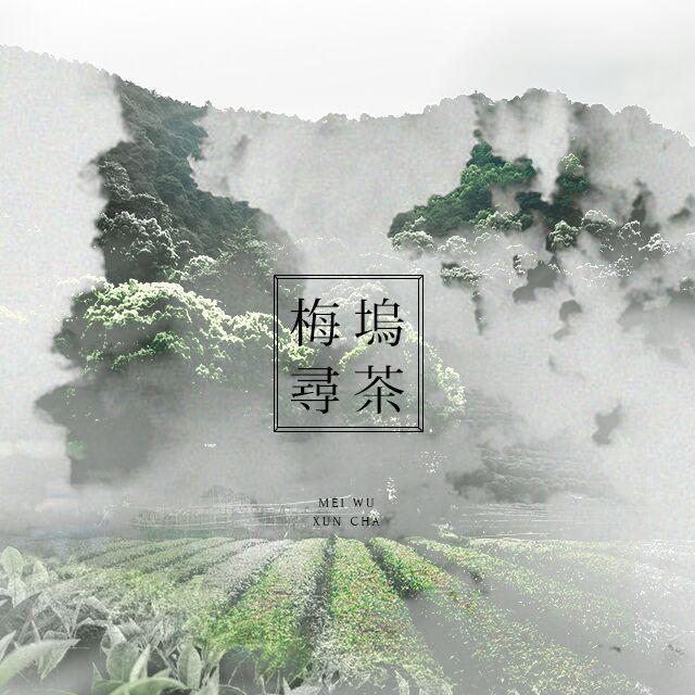 梅坞寻茶