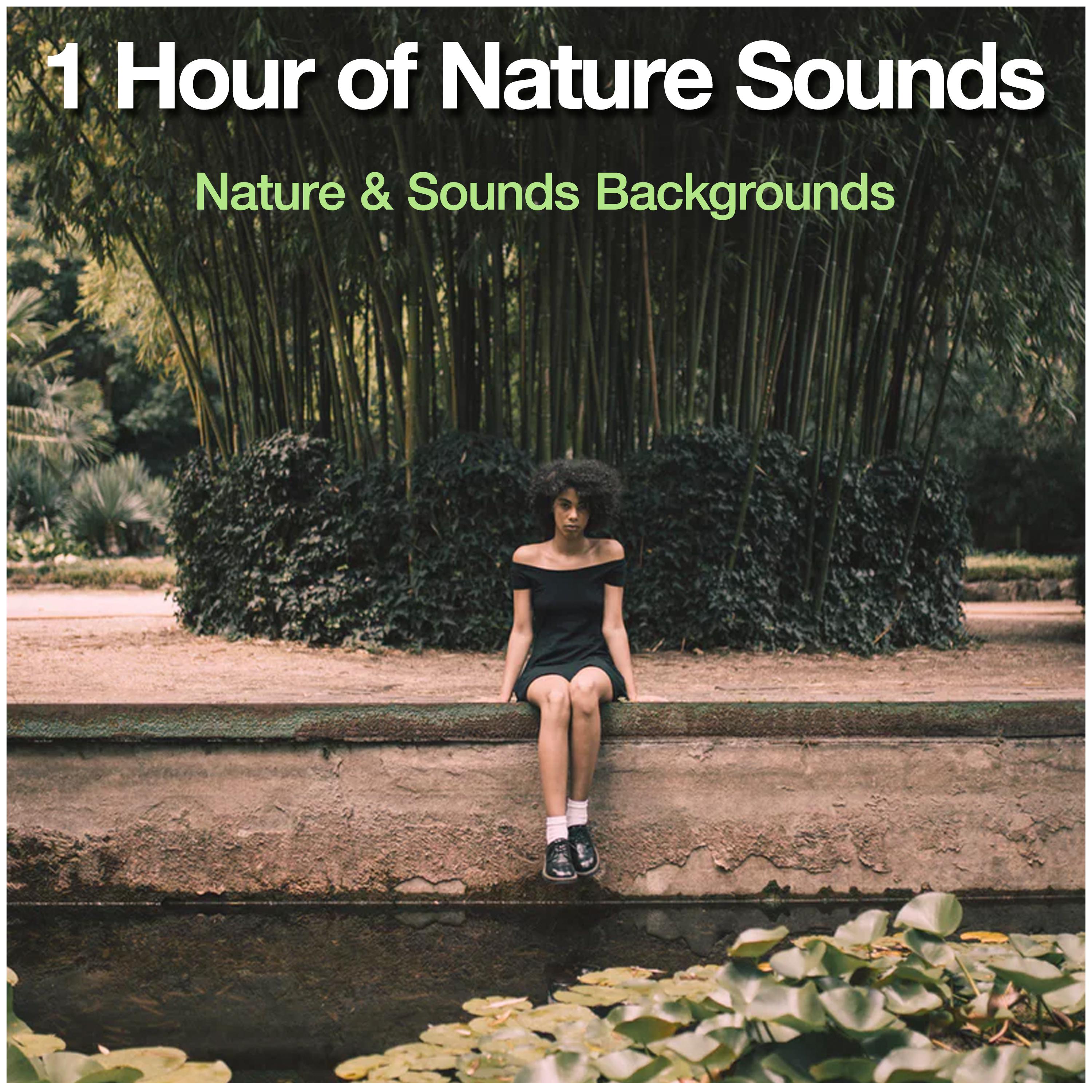 1 Hour of Nature Sounds