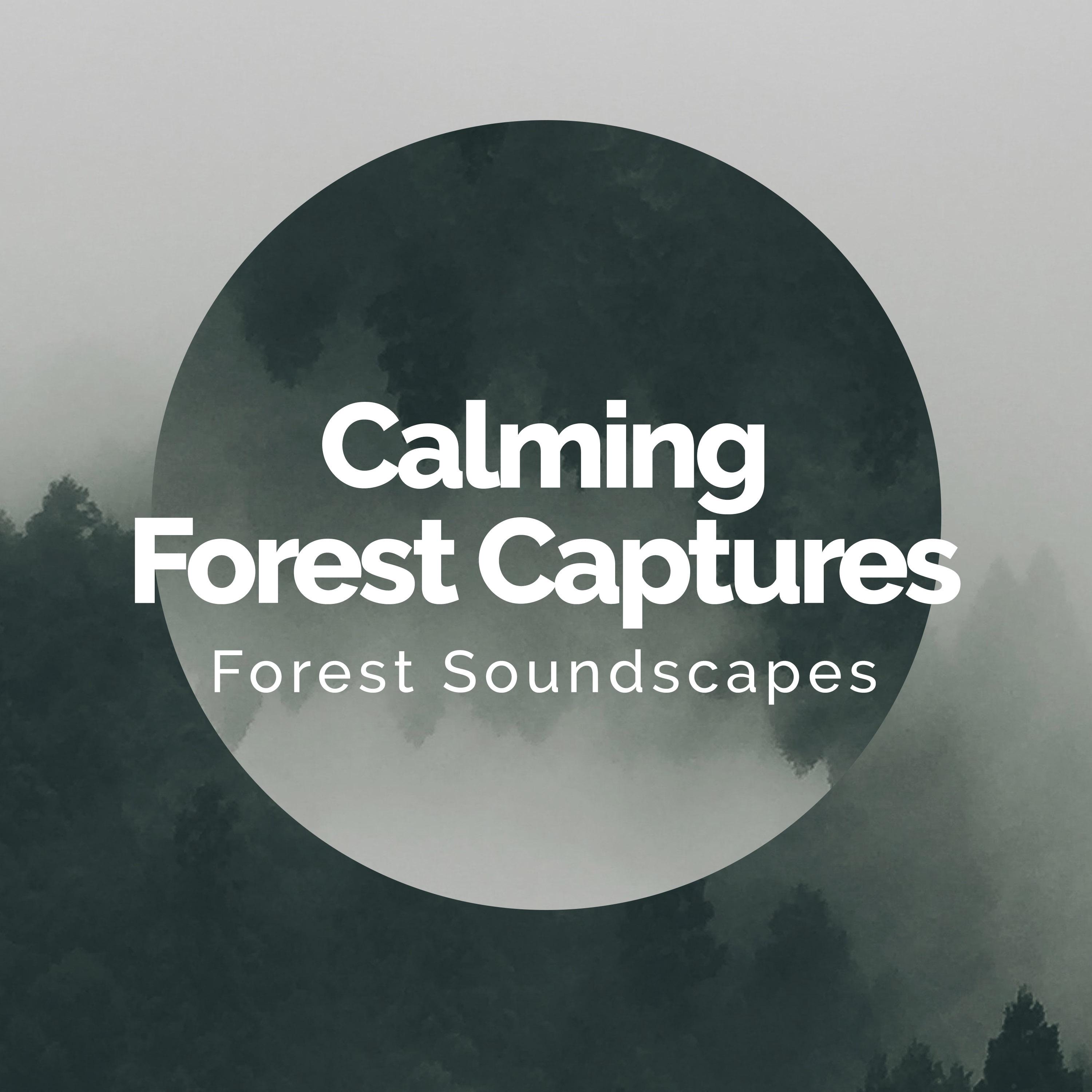 Calming Forest Captures