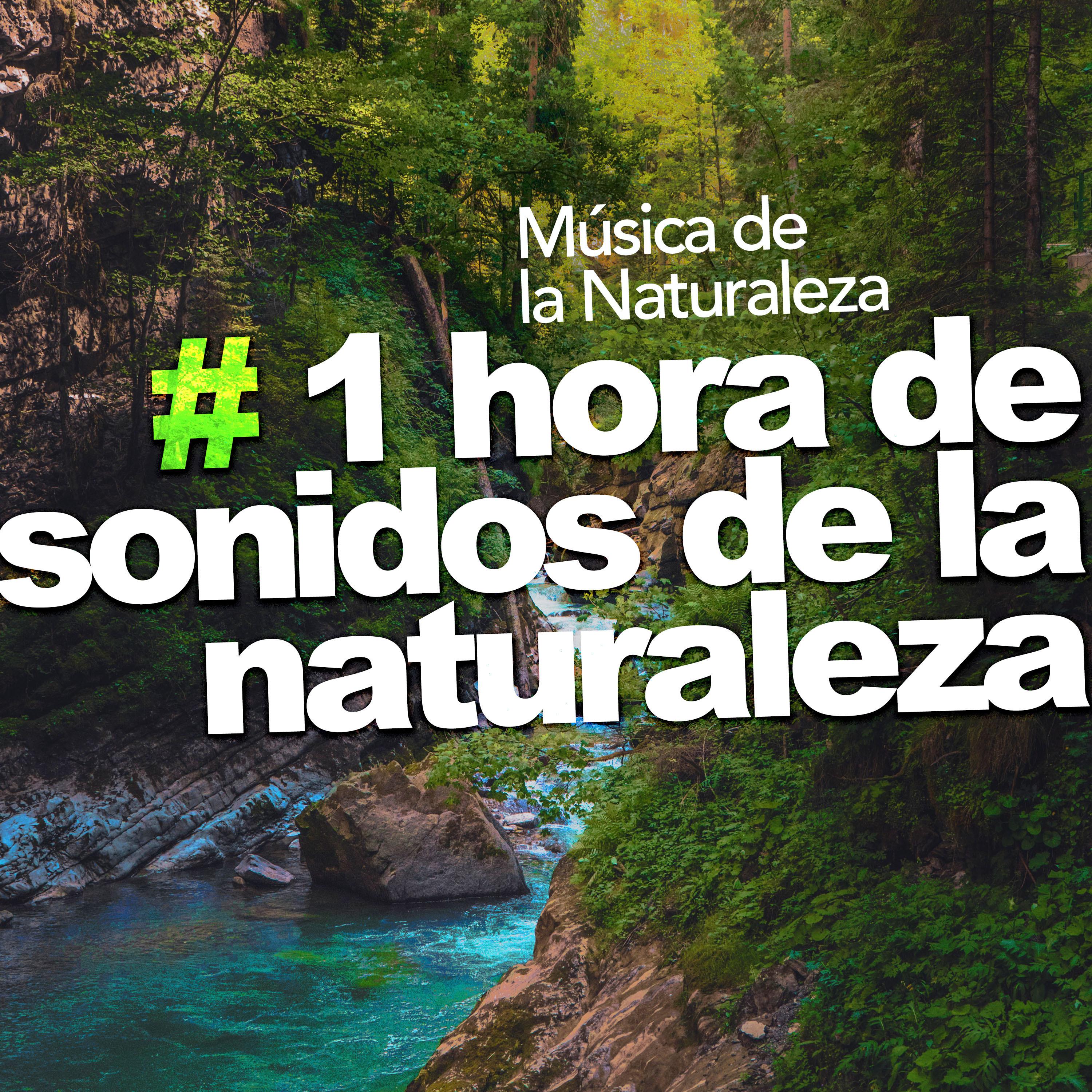 # 1 hora de sonidos de la naturaleza