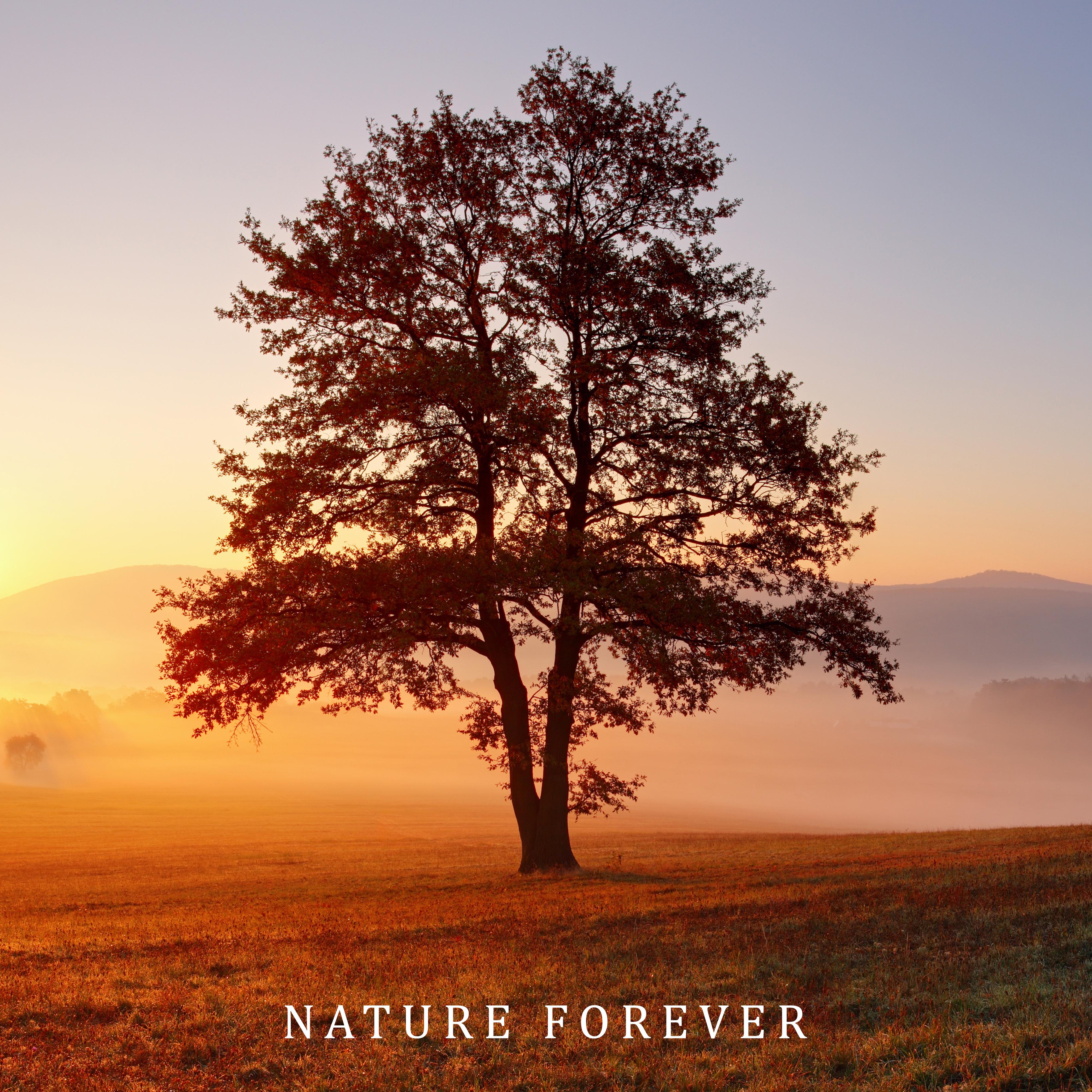 Nature Forever: Healing Music for Relaxation, Spa, Massage, Deep Meditation, Zen, Lounge