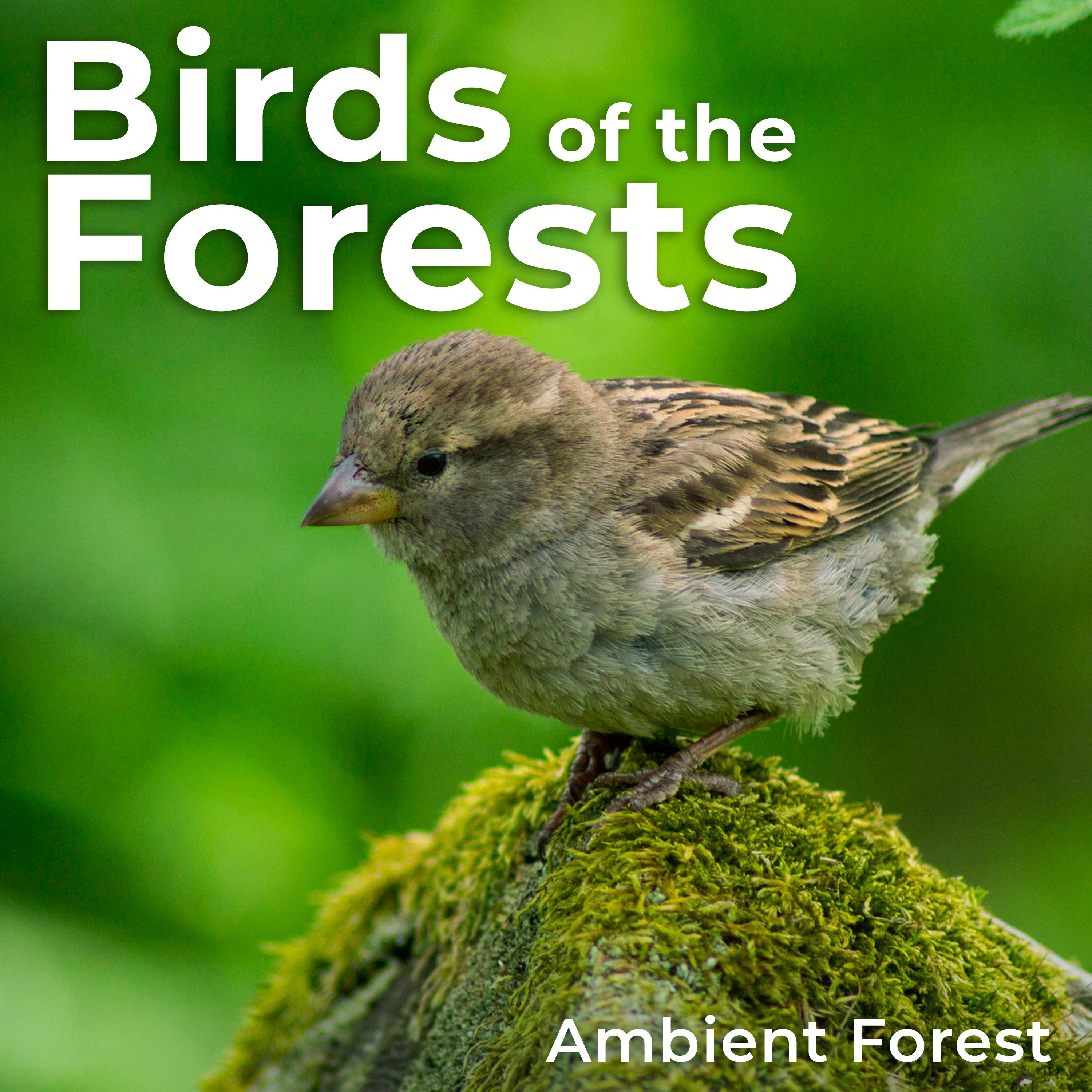 Birds of the Forests