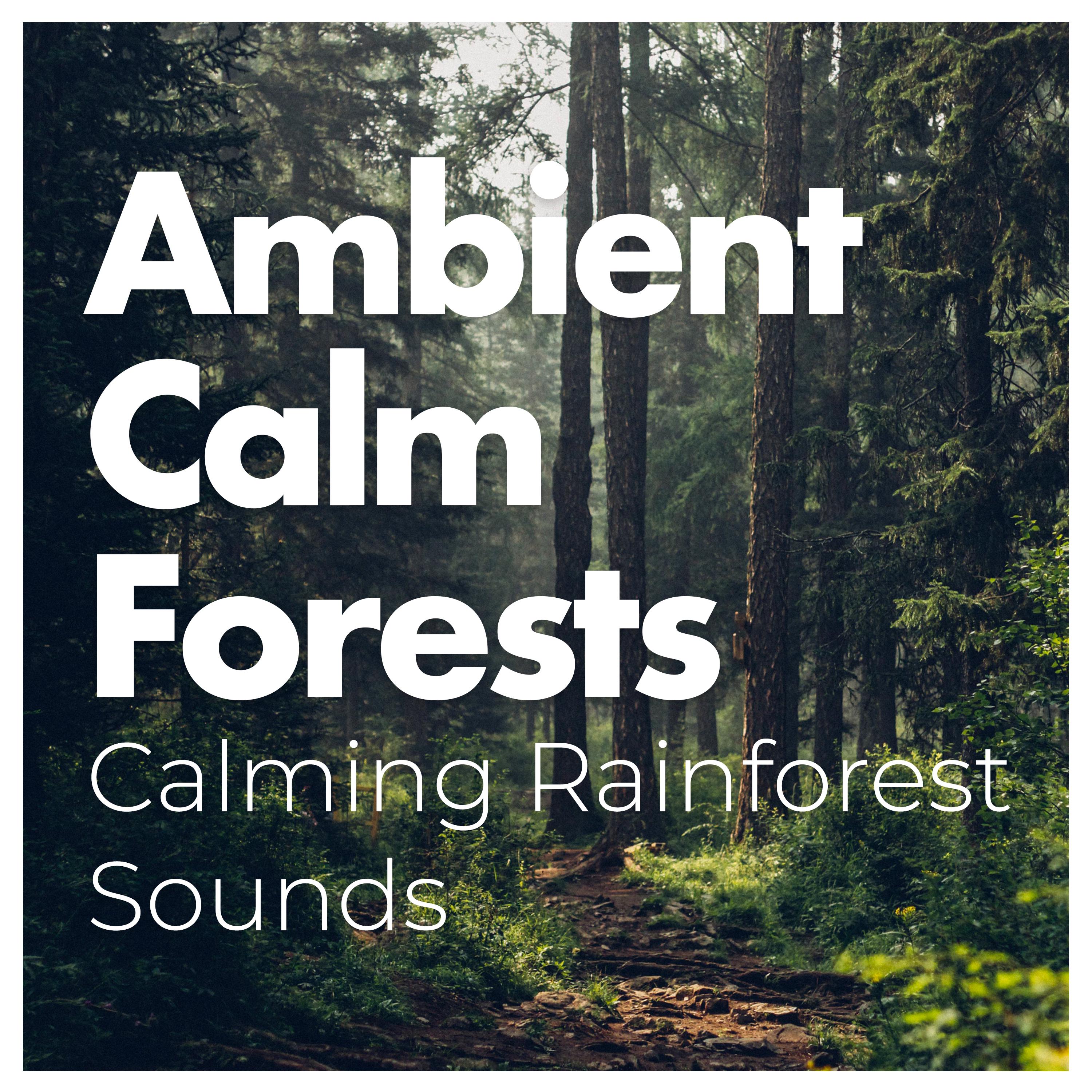 Ambient Calm Forests