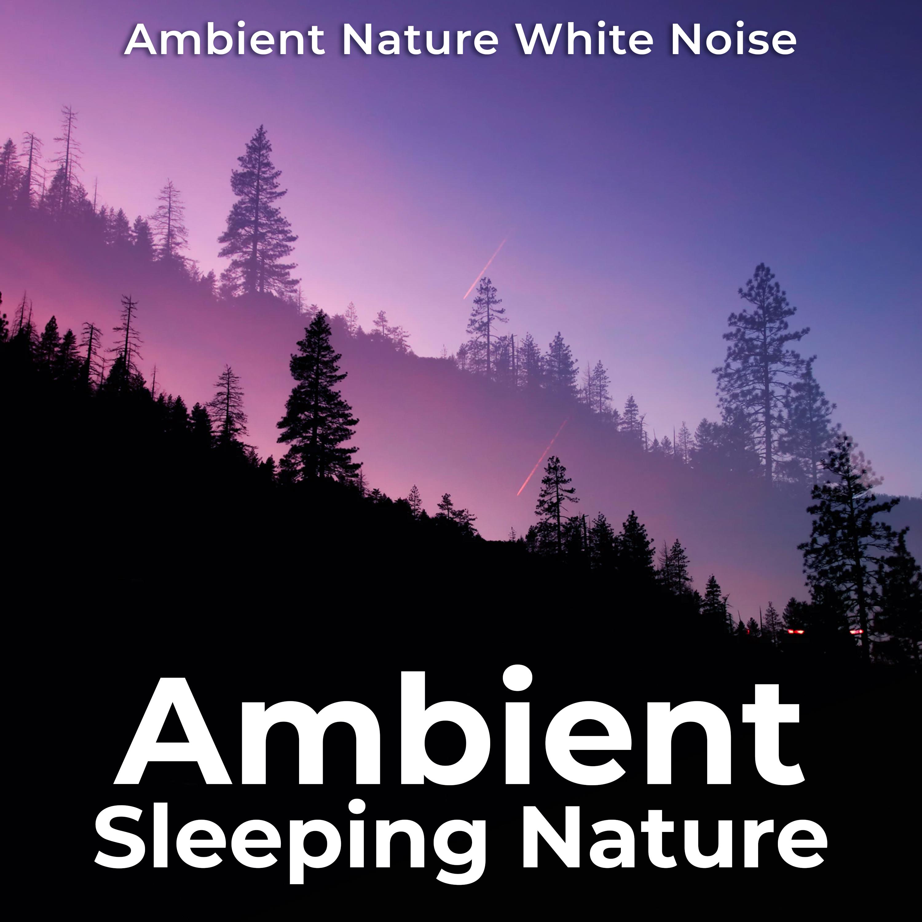 Ambient Sleeping Nature