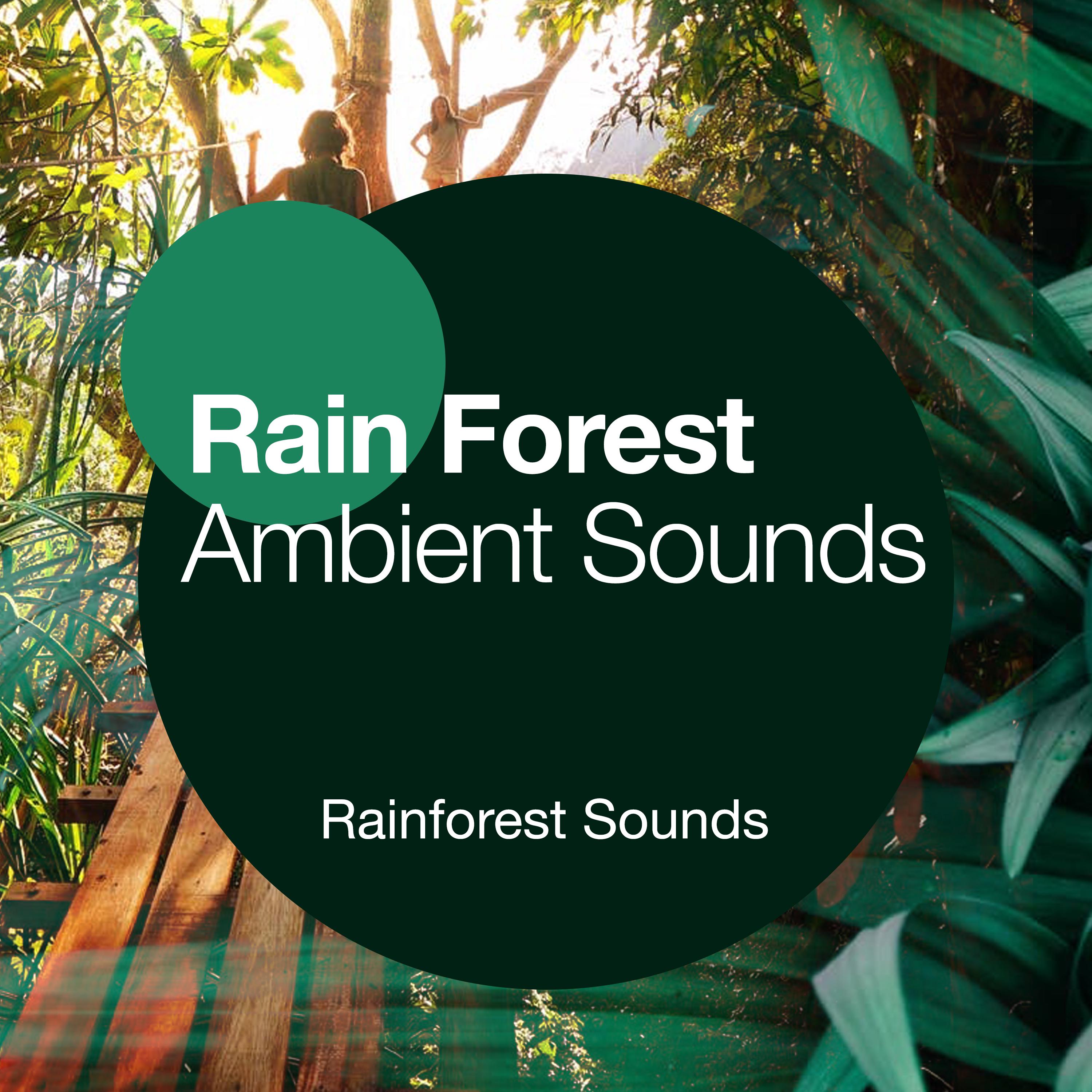 Rain Forest Ambient Sounds