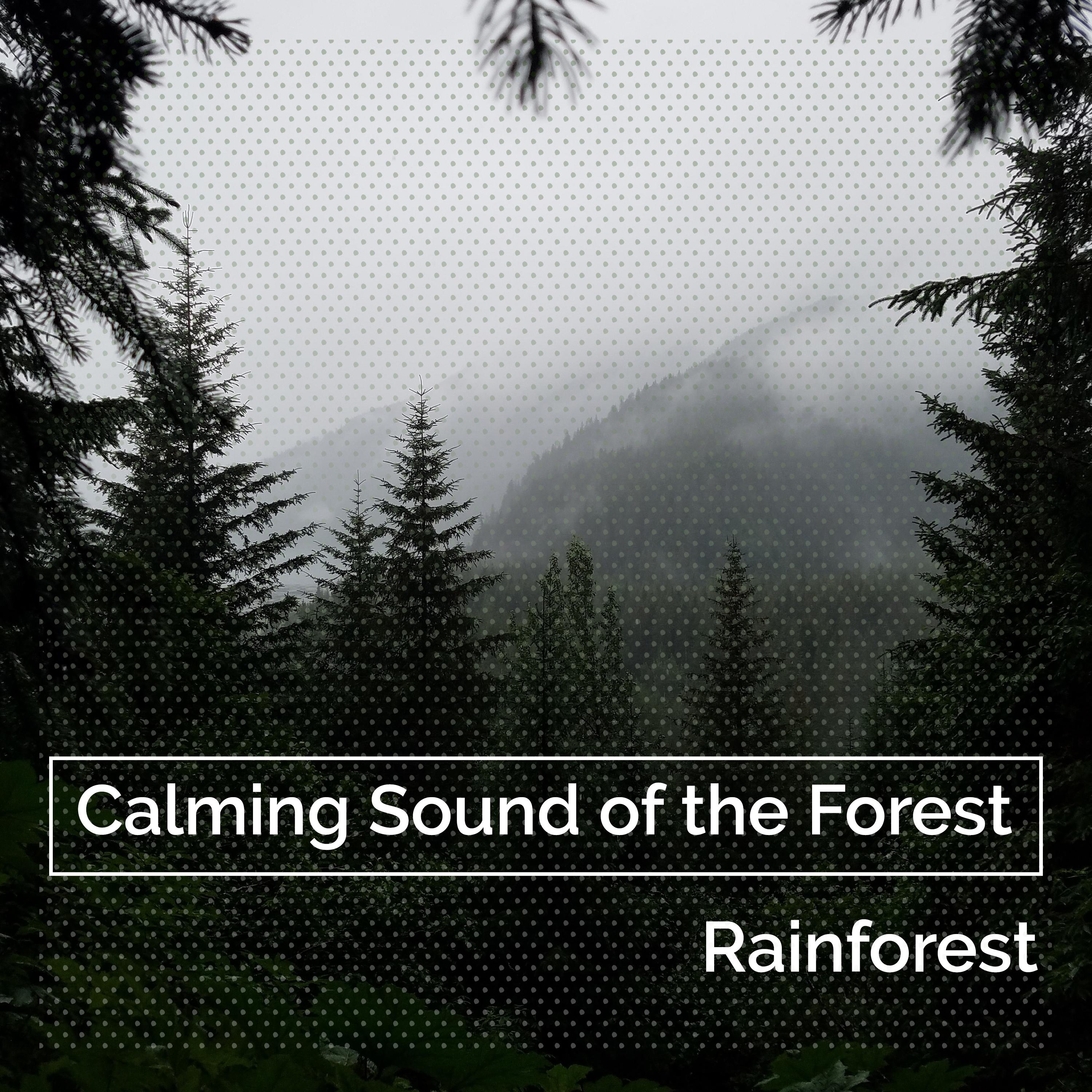 Calming Sound of the Forest