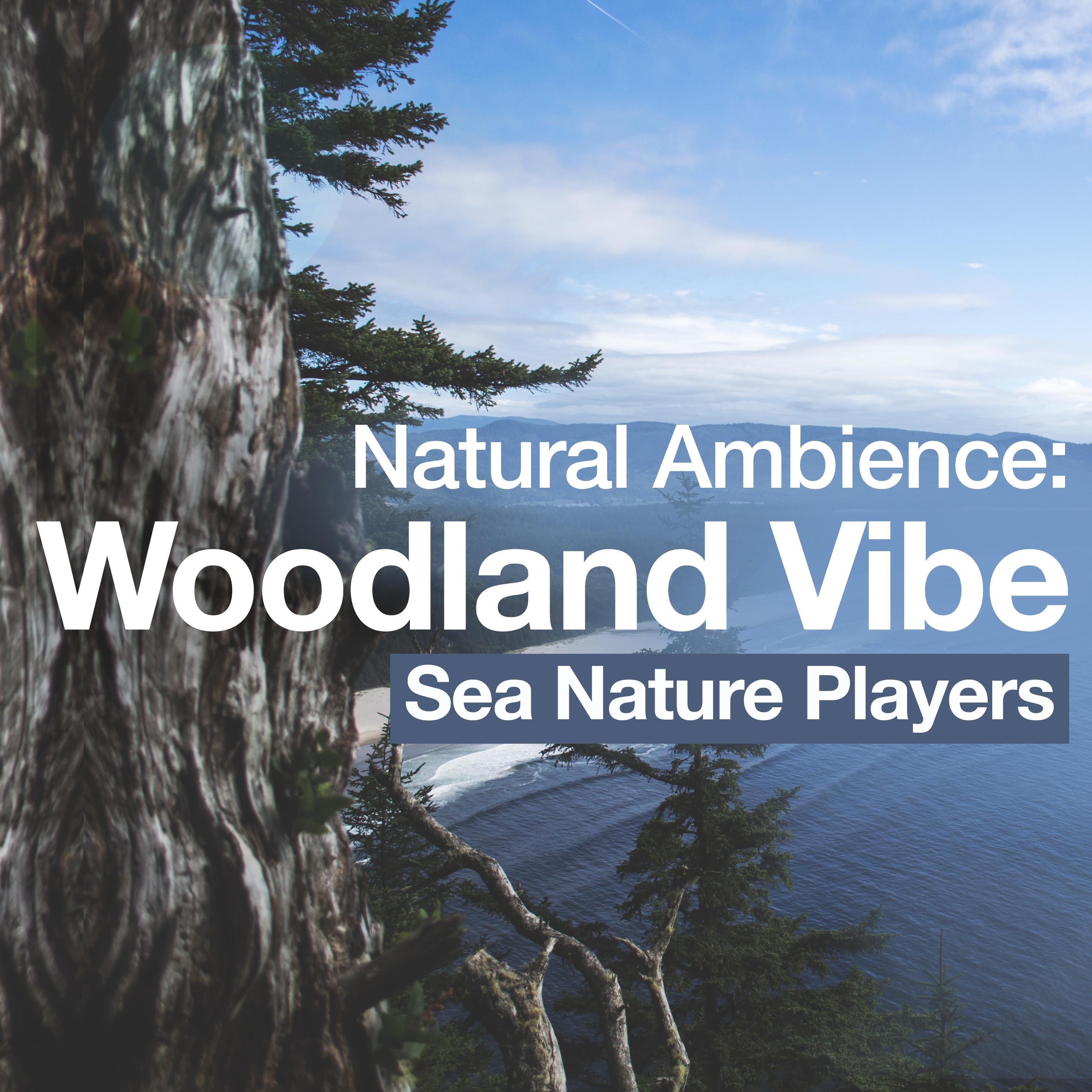 Natural Ambience: Woodland Vibe