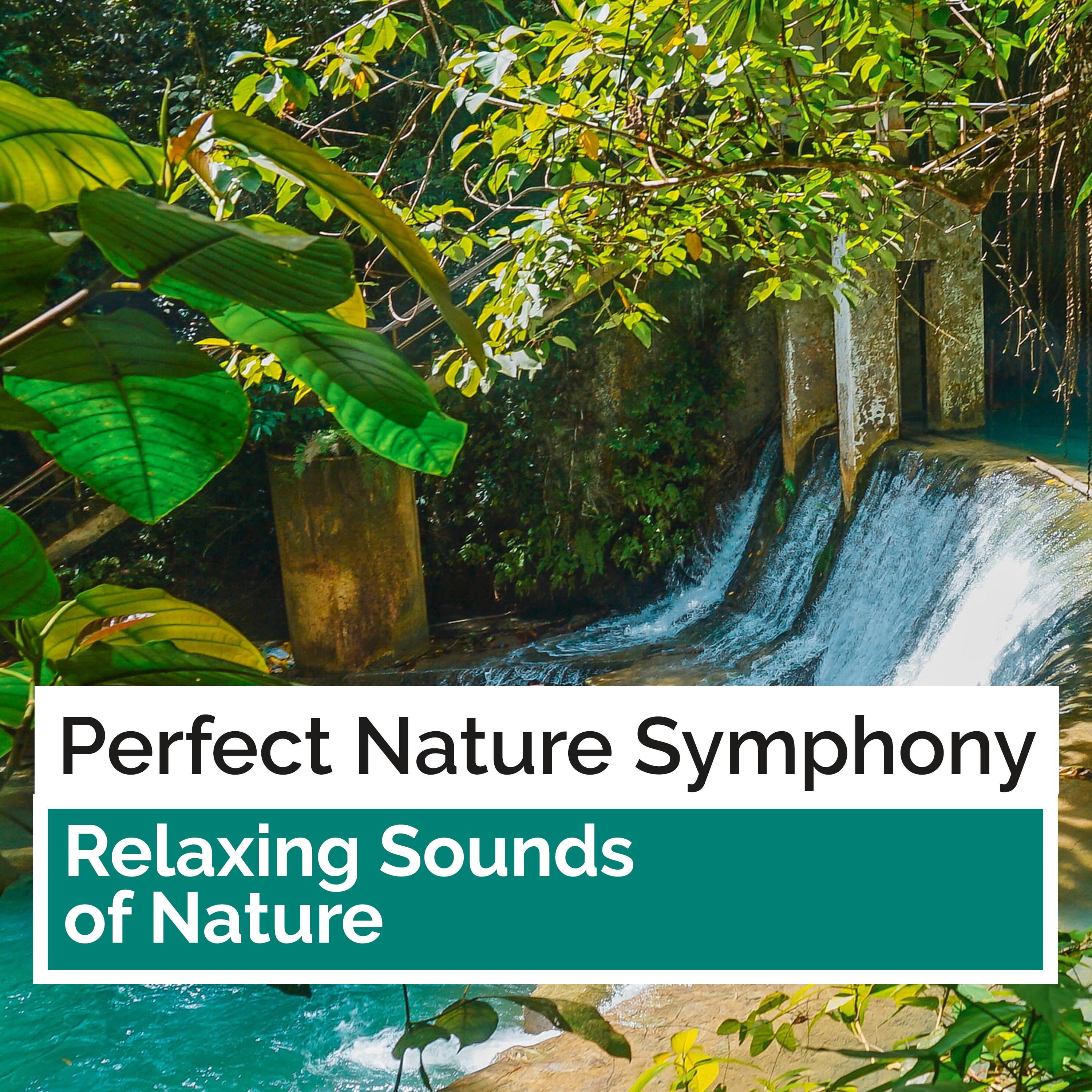 Perfect Nature Symphony