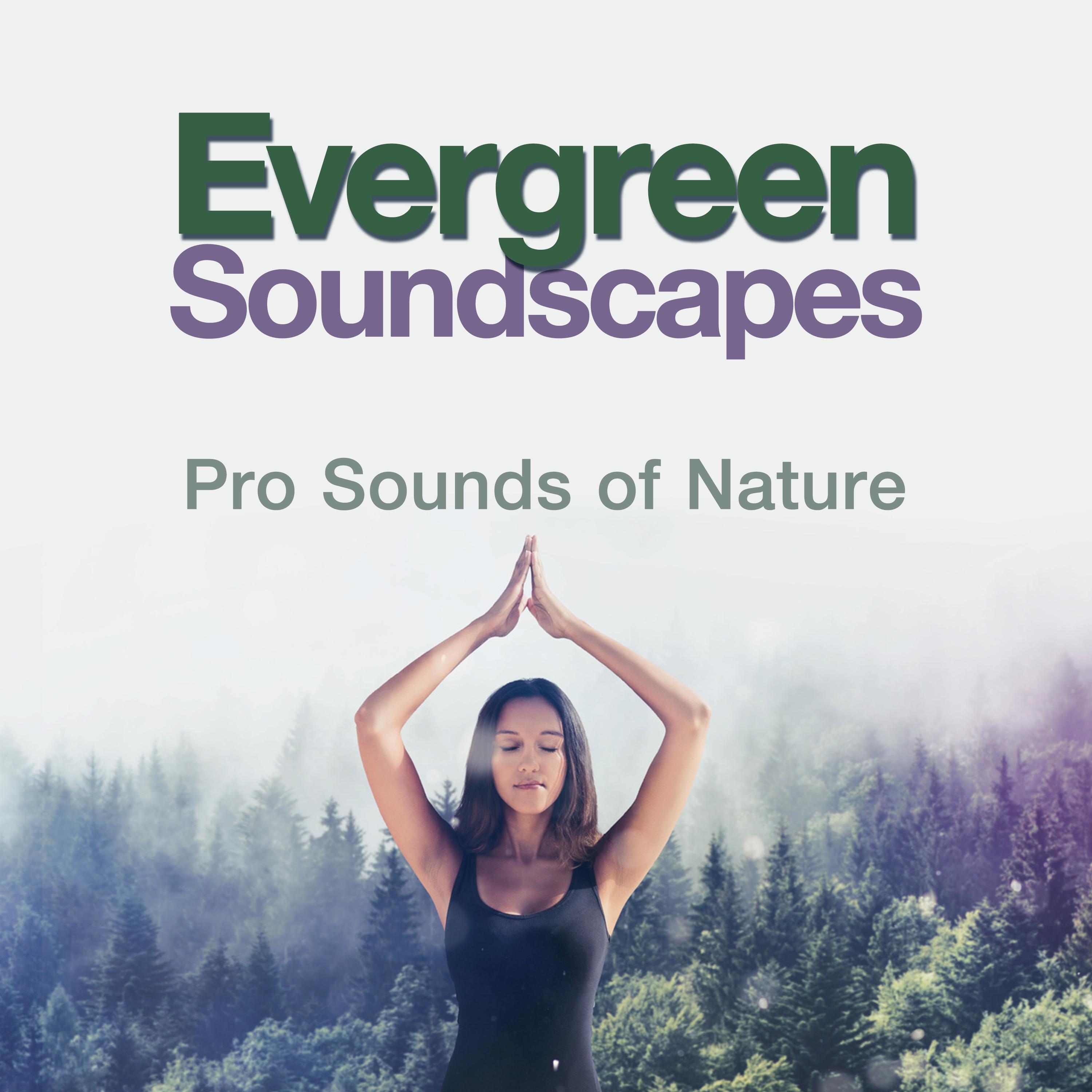 Evergreen Soundscapes