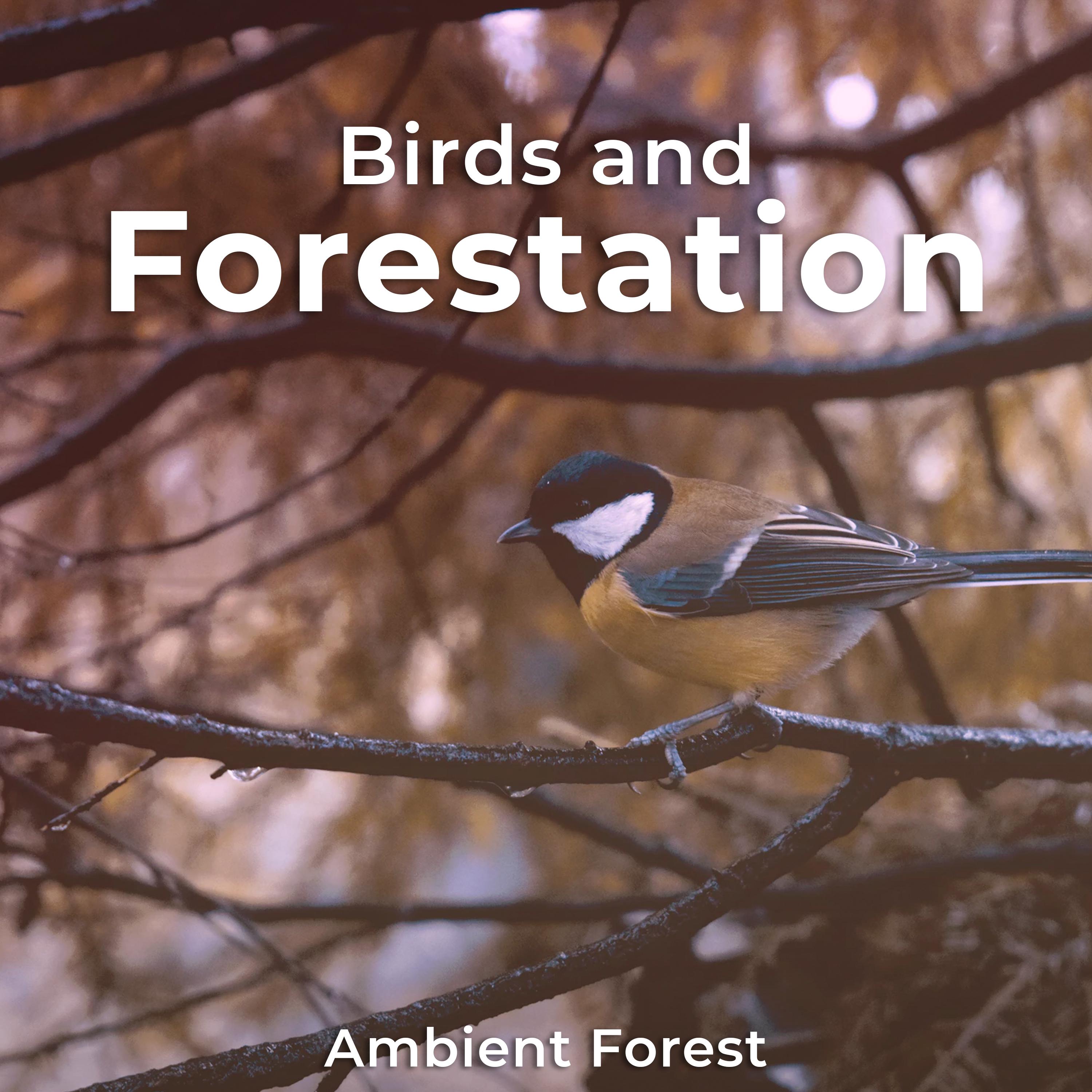 Birds and Forestation