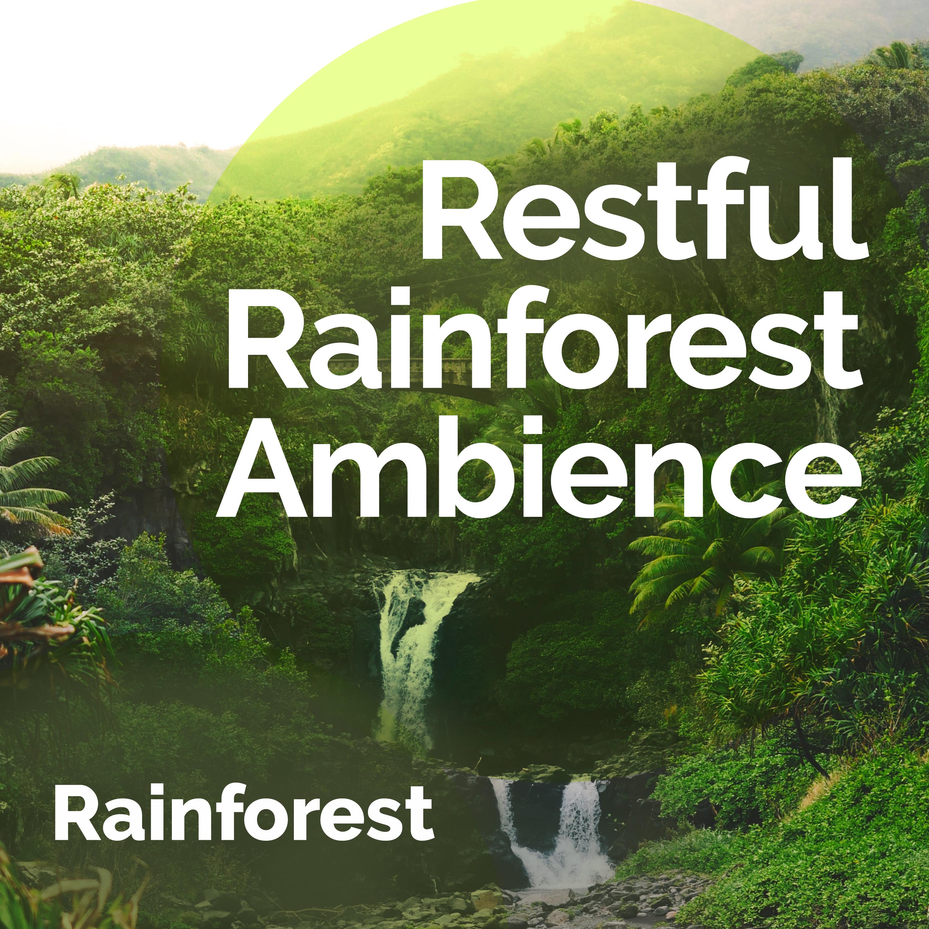 Restful Rainforest Ambience