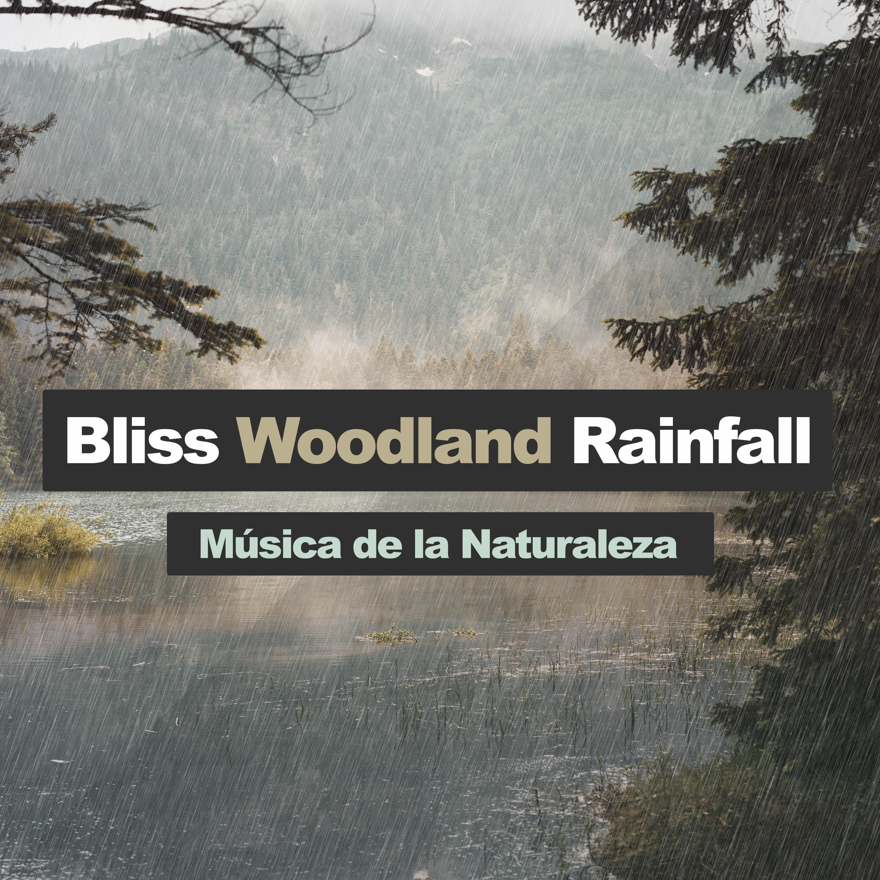 Bliss Woodland Rainfall