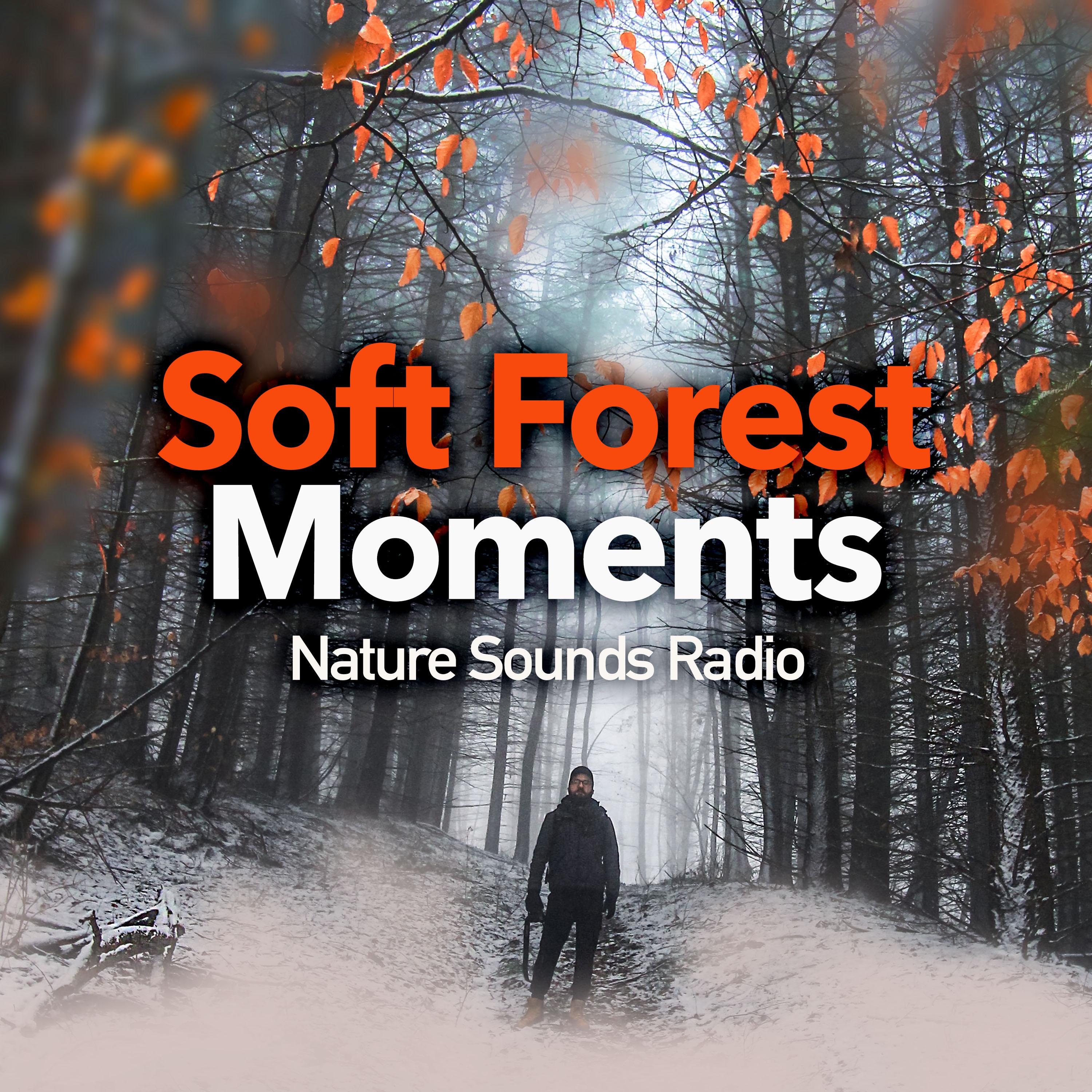 Soft Forest Moments