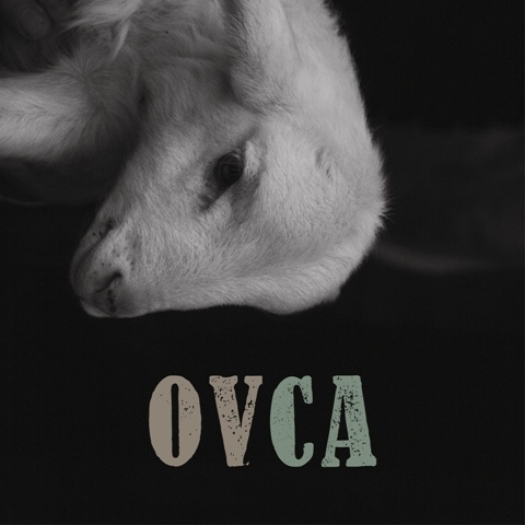 Ovca