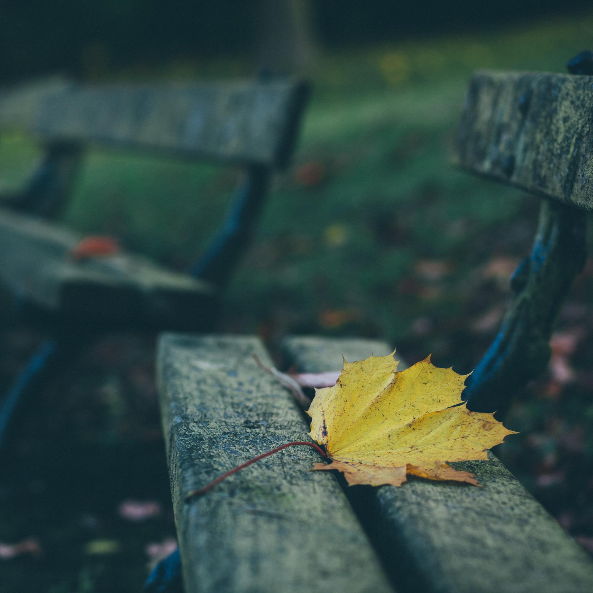 Our Last Fall