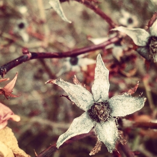 the beech leaves through the barren landscape