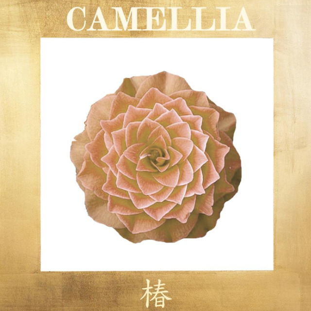 Camellia