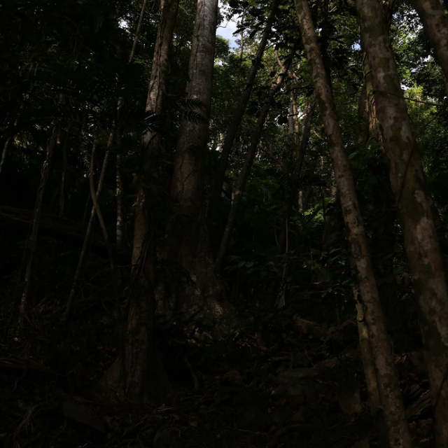 (Dry Season) Littoral Rainforest Along Cape Tribulation Beach In The Early Morning