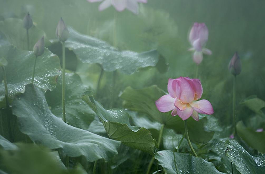 雨霖铃