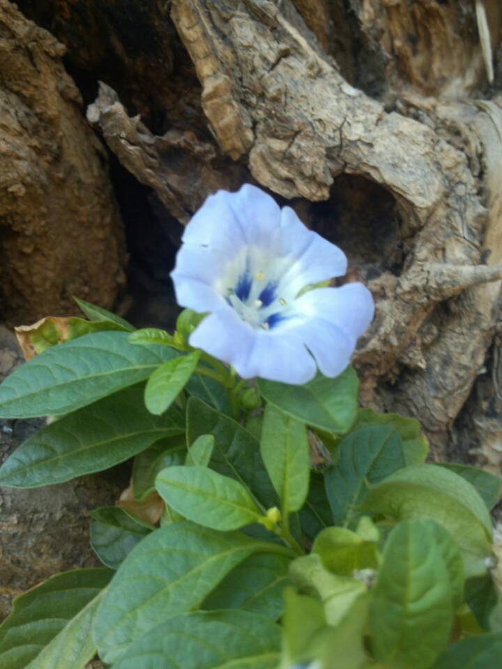 雨中花