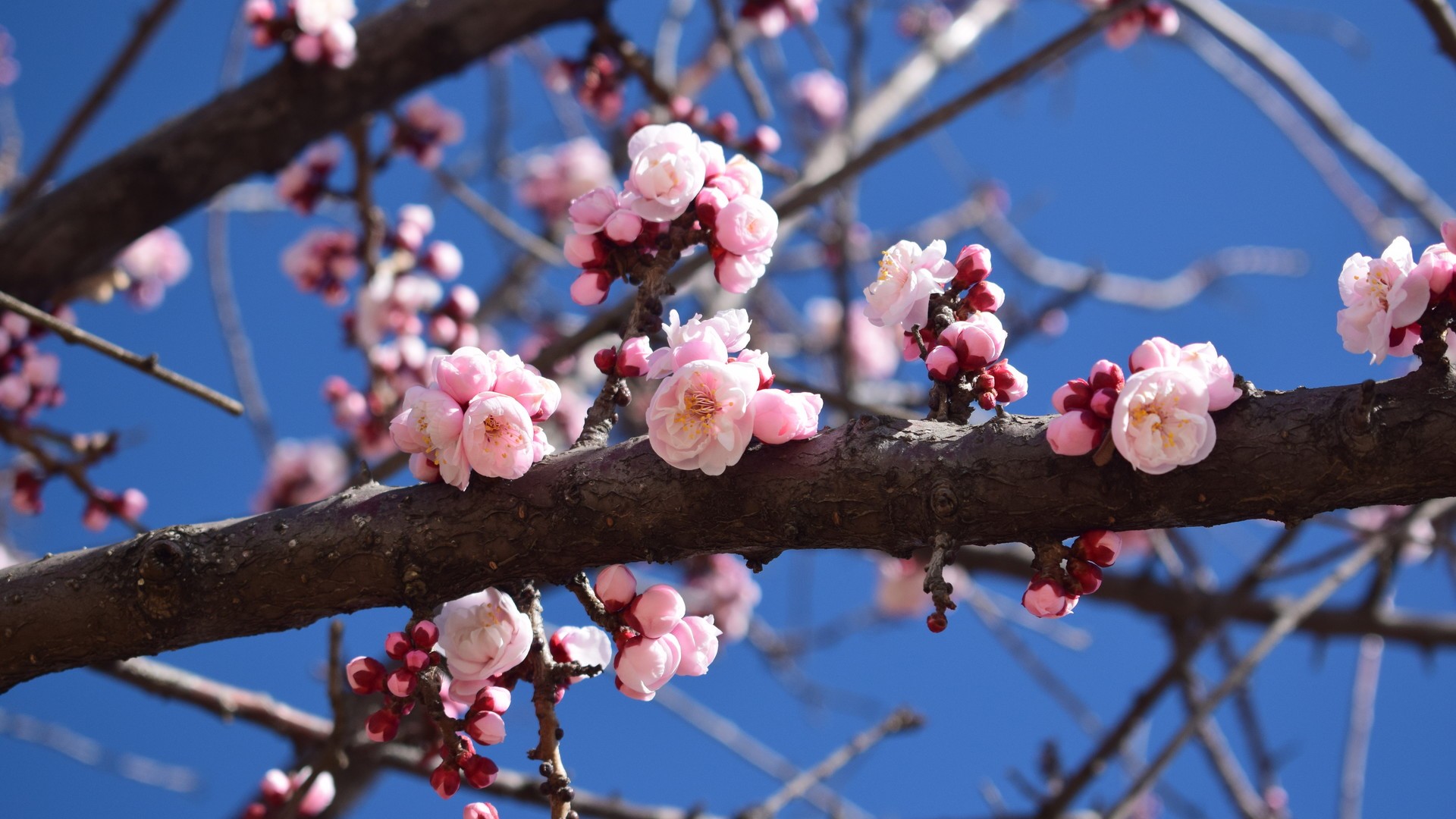 花为媒