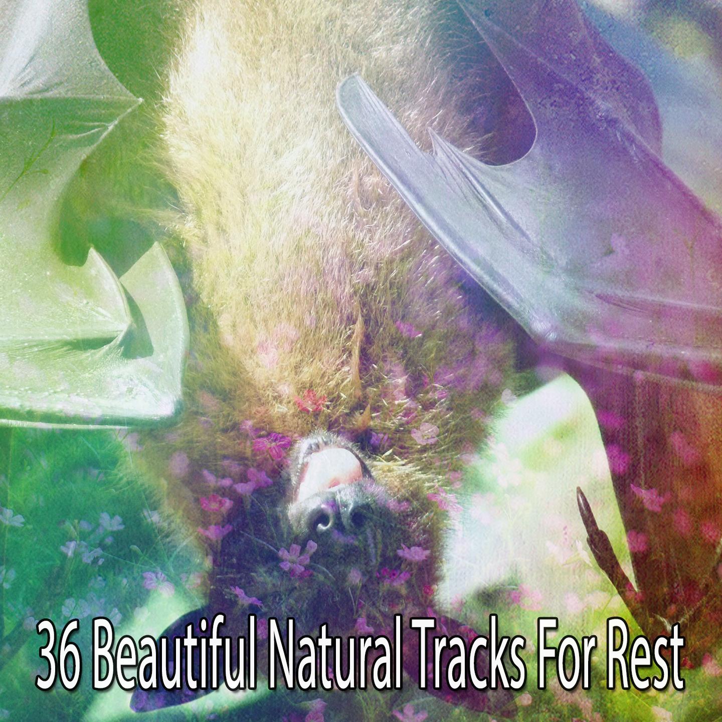 36 Beautiful Natural Tracks For Rest