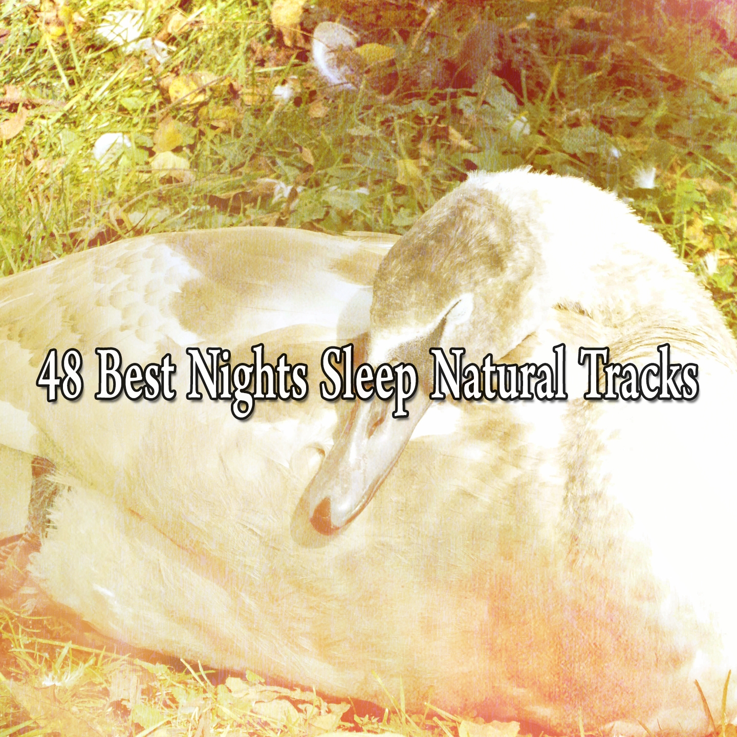 48 Best Nights Sleep Natural Tracks