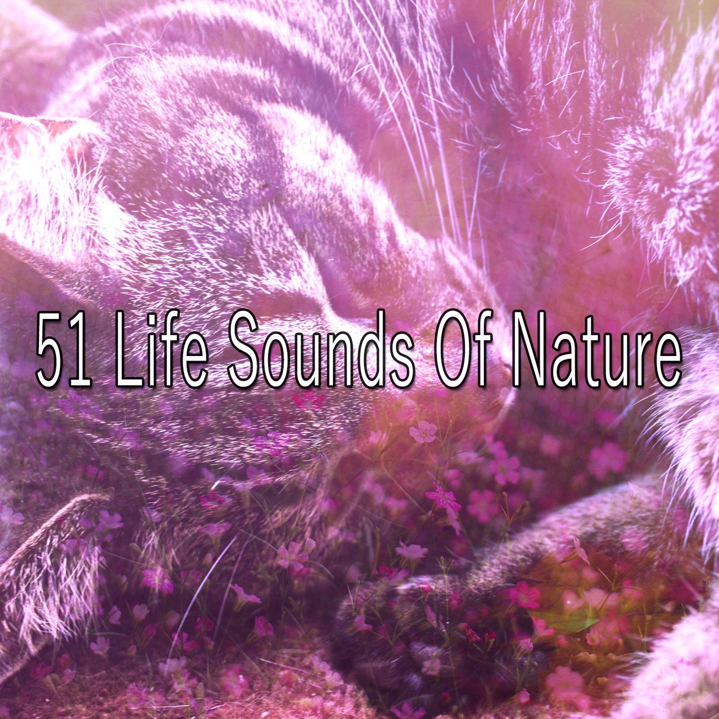 51 Life Sounds Of Nature