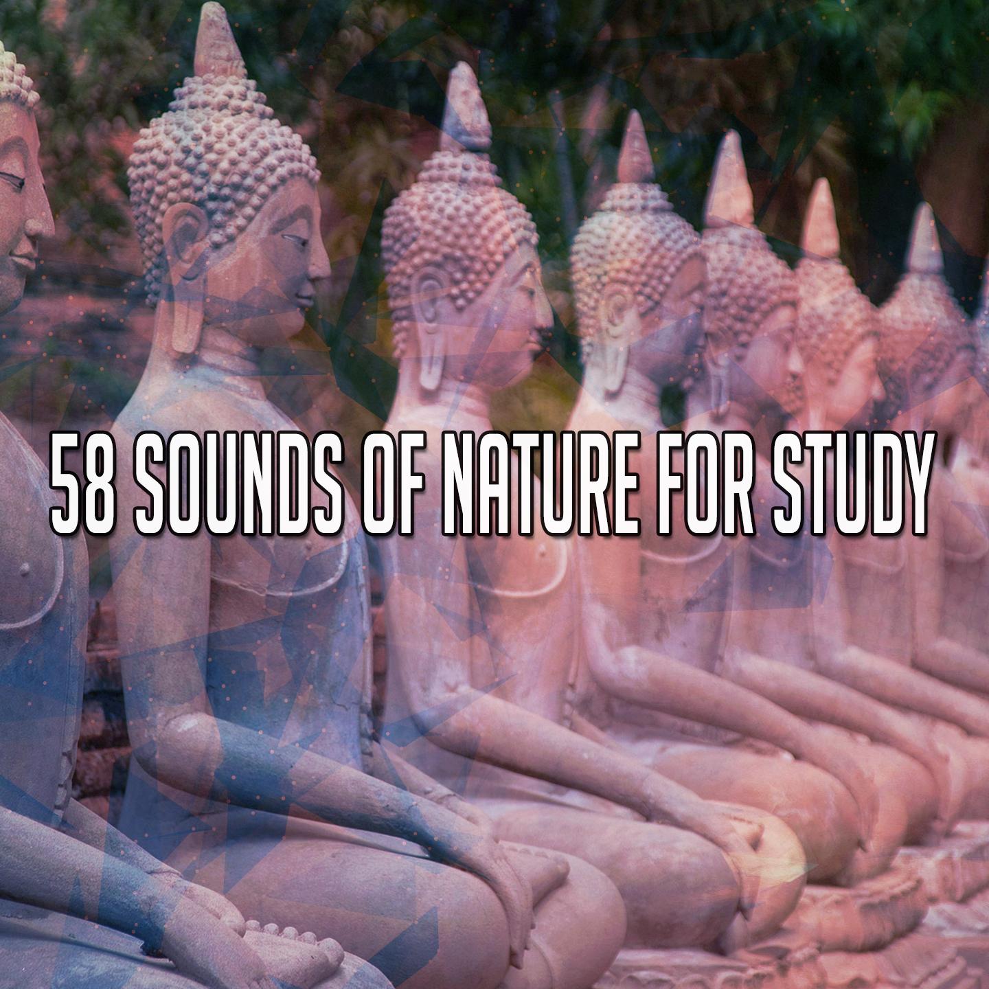 58 Sounds Of Nature For Study