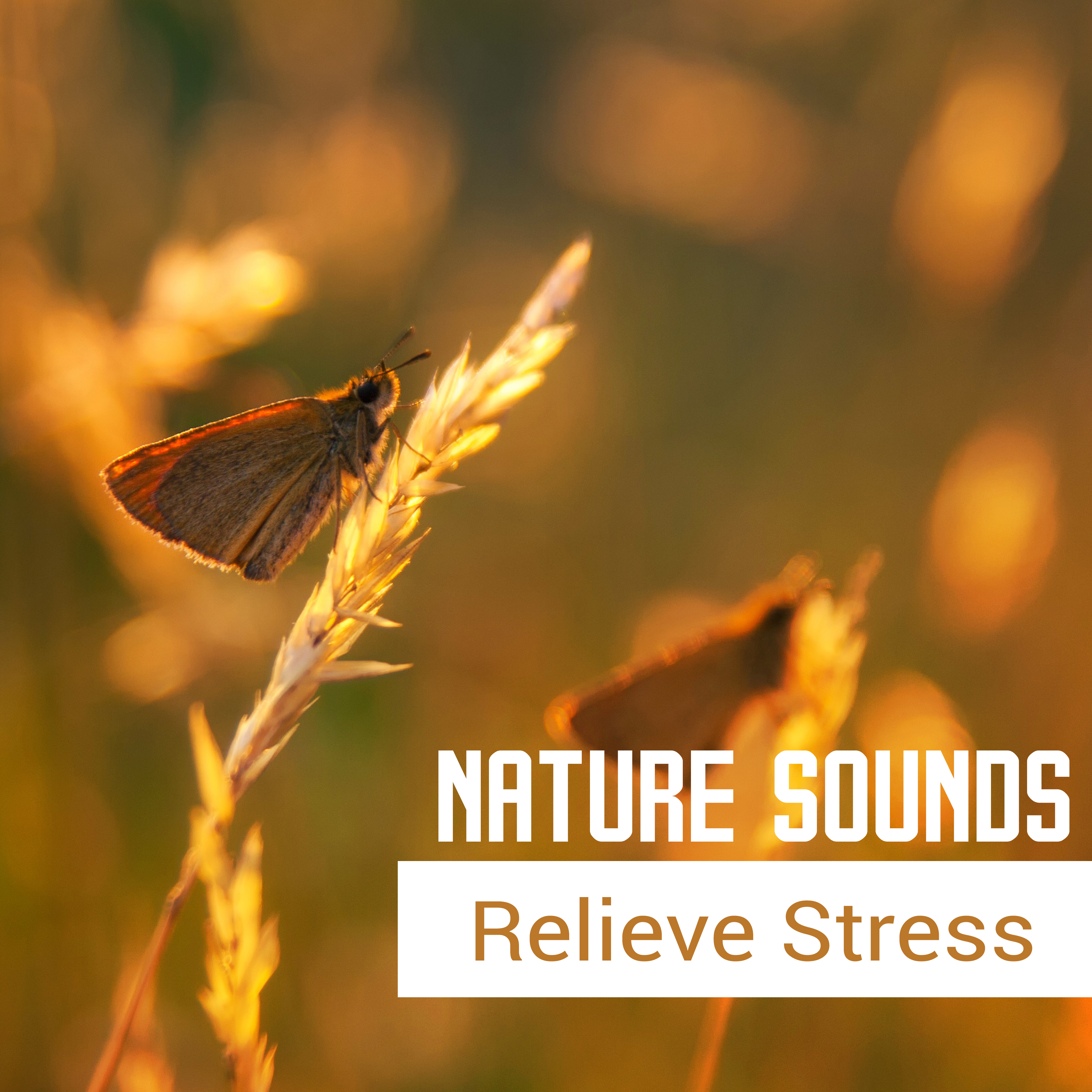 Nature Sounds Relieve Stress – Pure Relaxation, Gentle Melodies, Sounds of Sea, Restful Sleep, Meditate