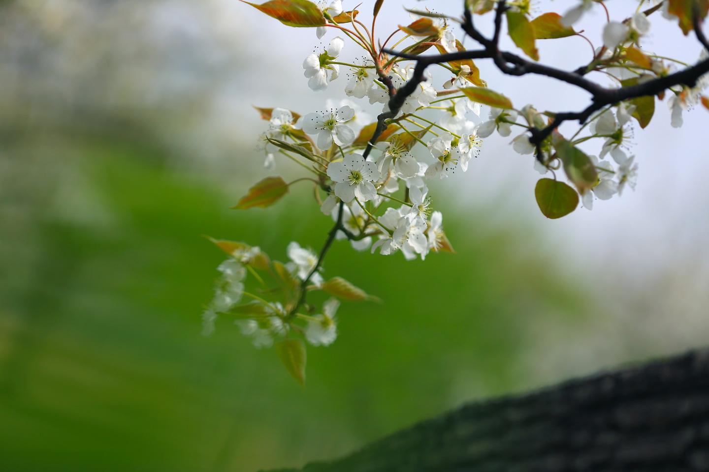 梨花凉