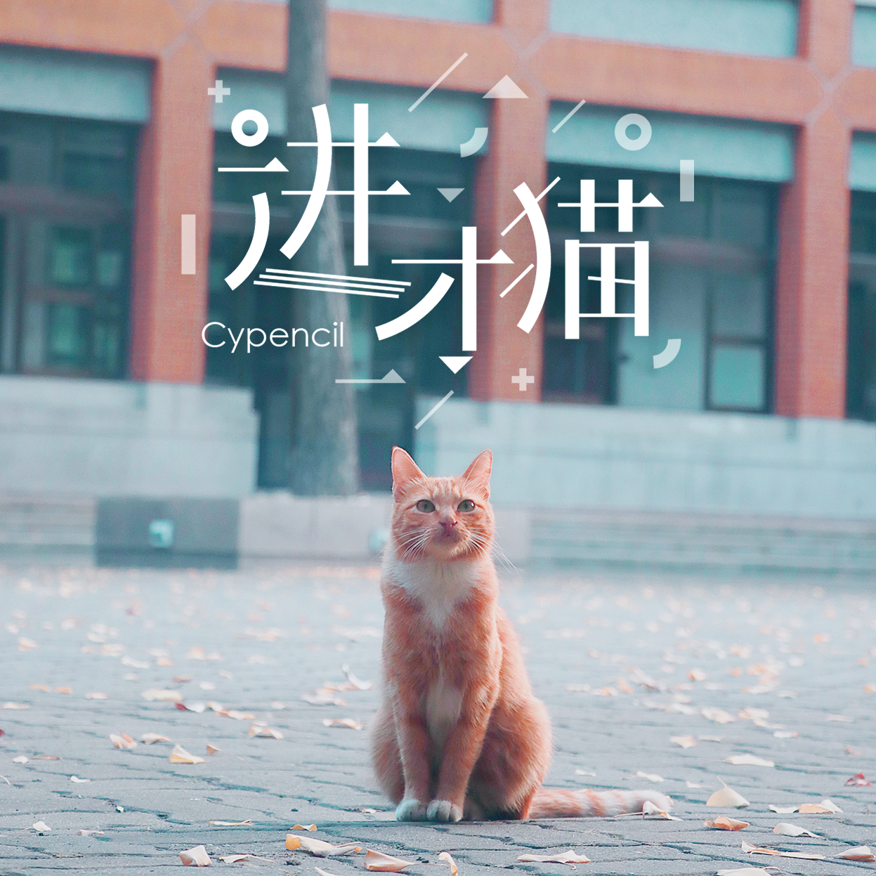 进才猫