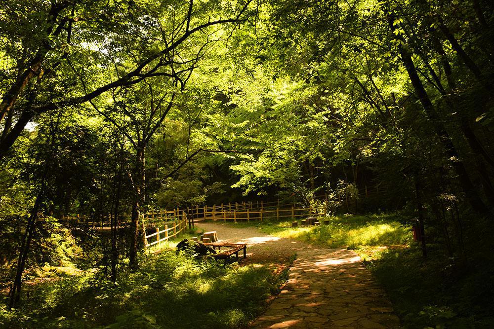 远芳侵古道