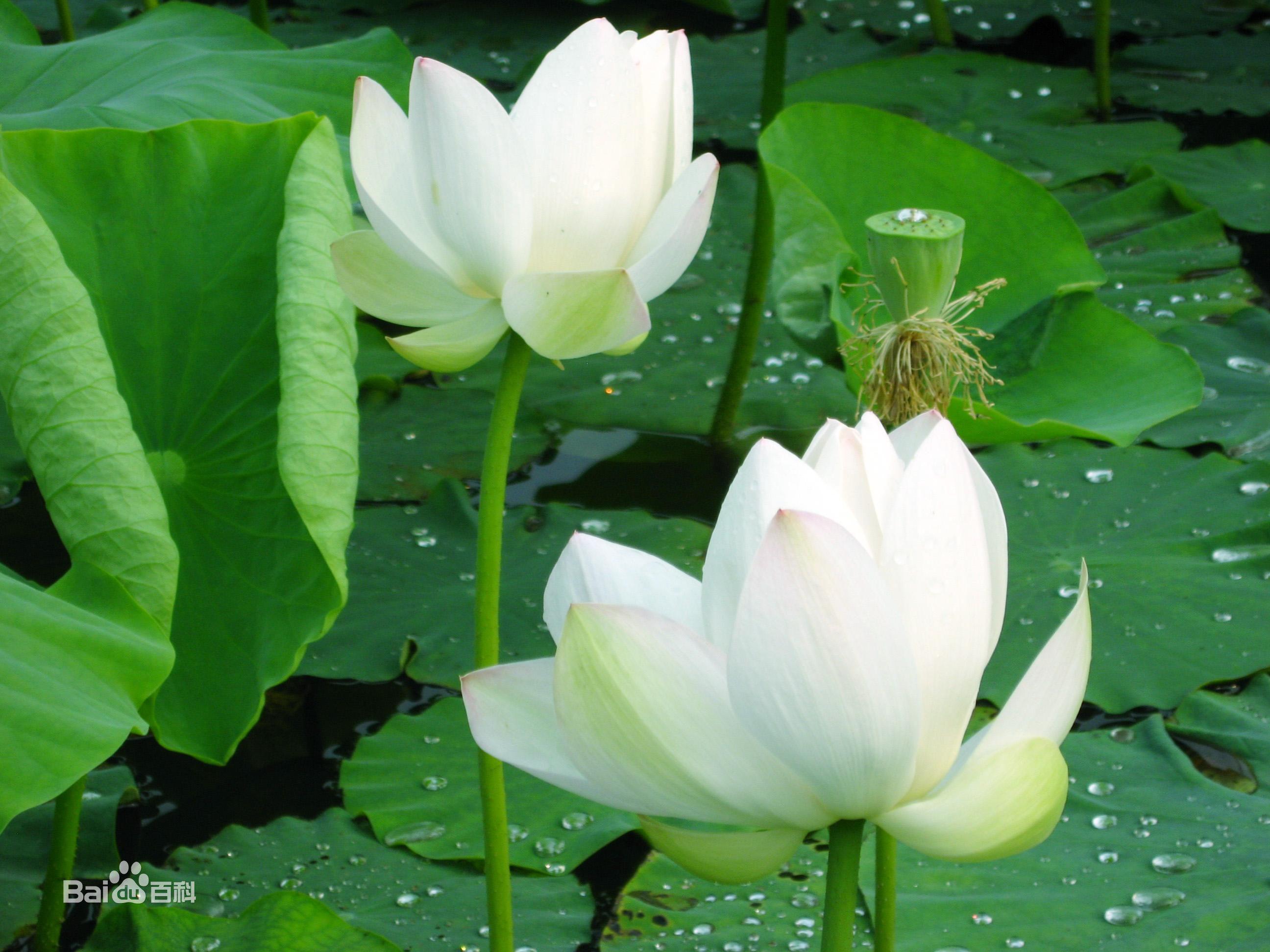 春风自在梨花