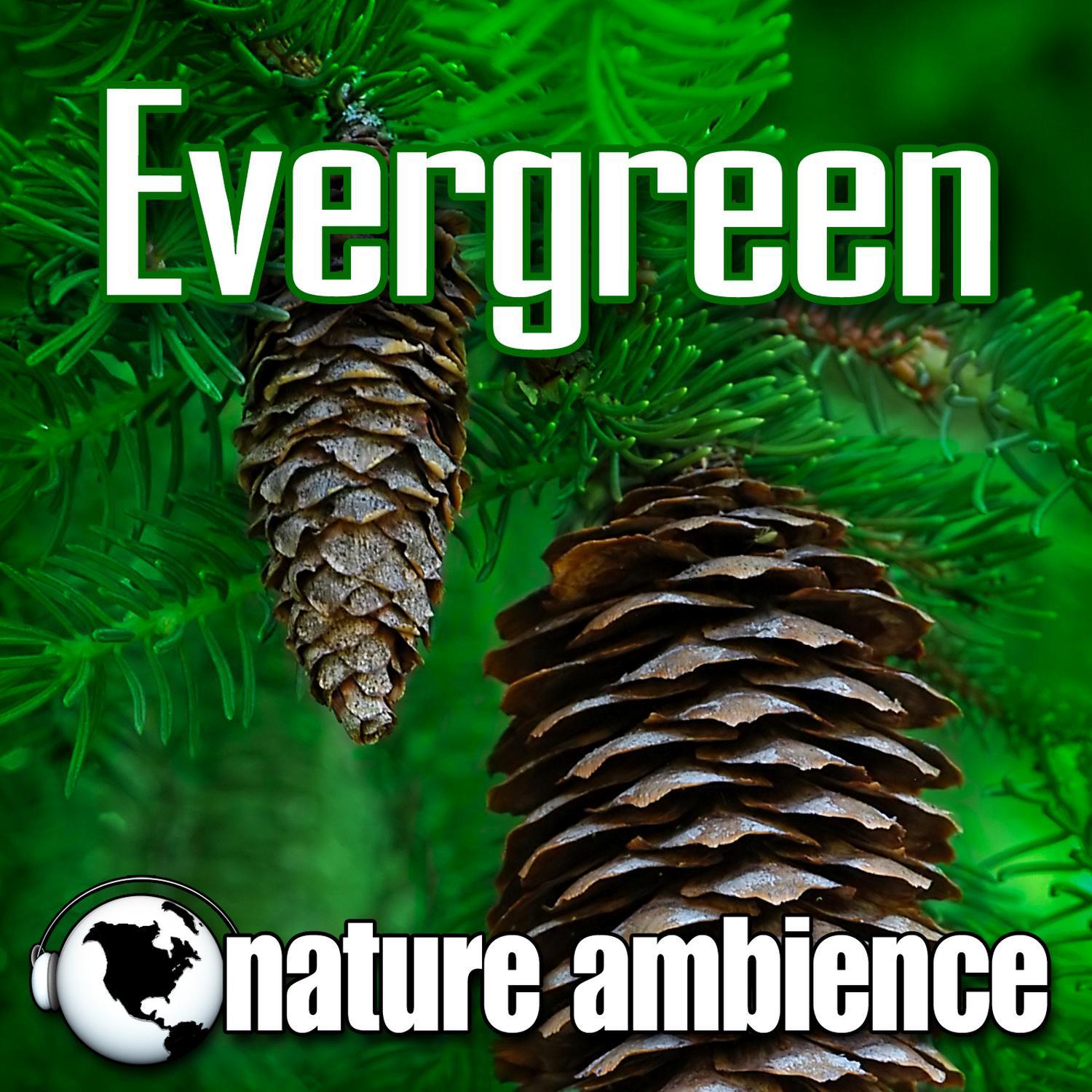 Evergreen (Music with Nature Sounds)