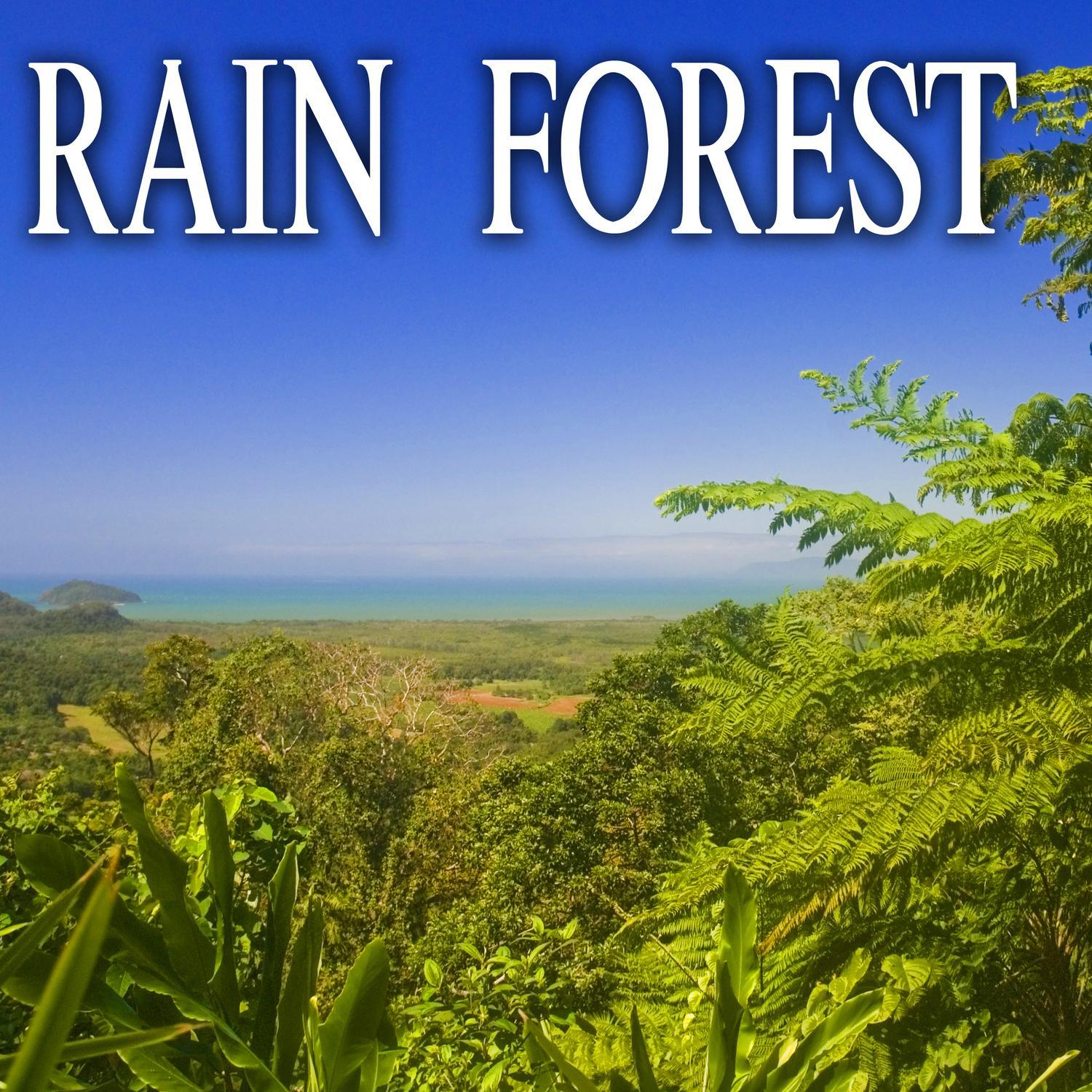 Daytime Rainforest Environment with Close and Distant Birds