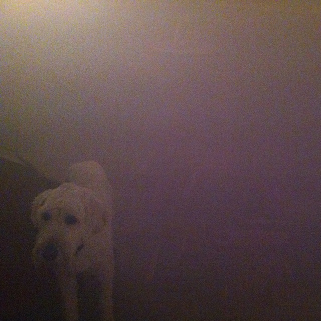 Dog In The Fog: 'Replica' Collaborations and Remixes