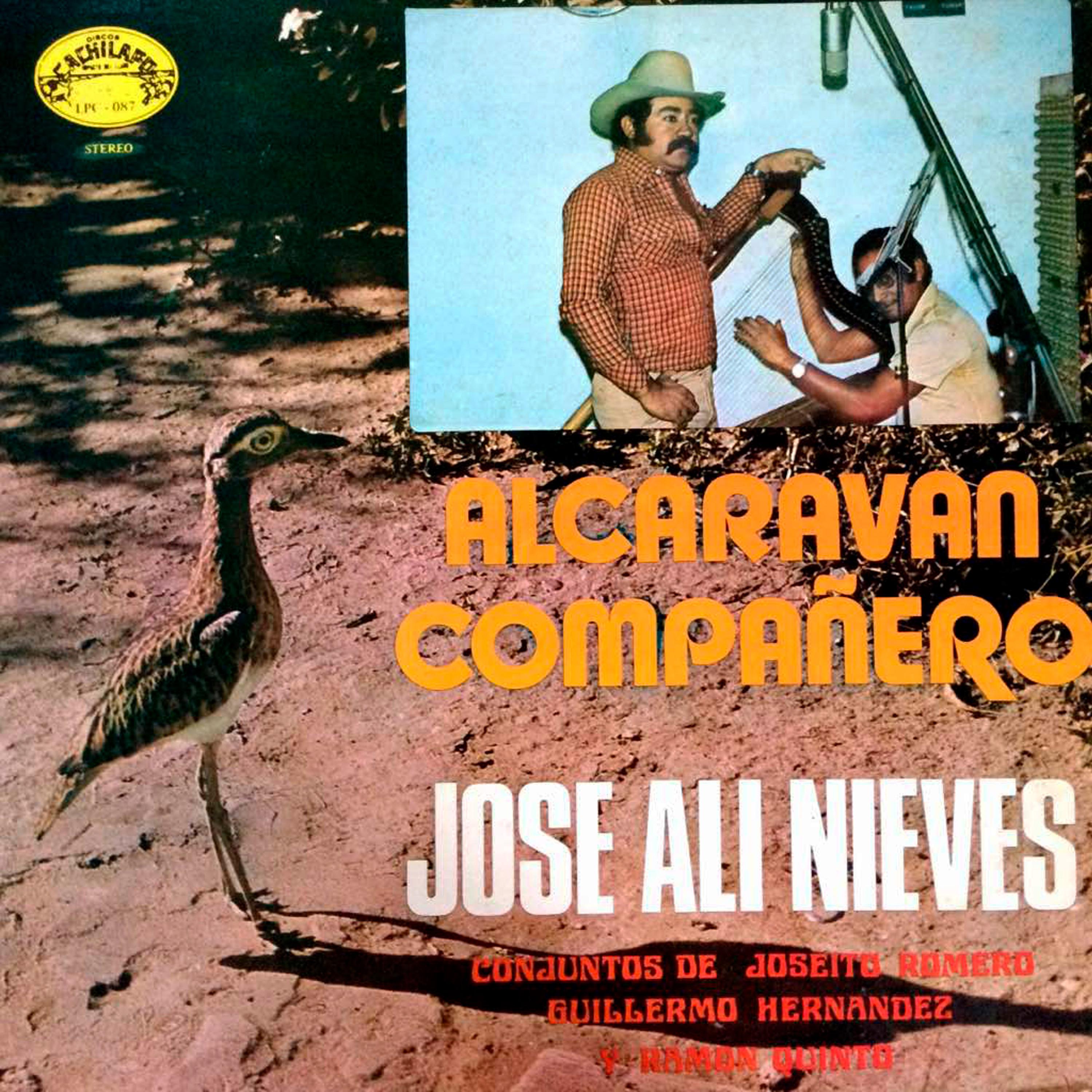 Alcaraván Compañero