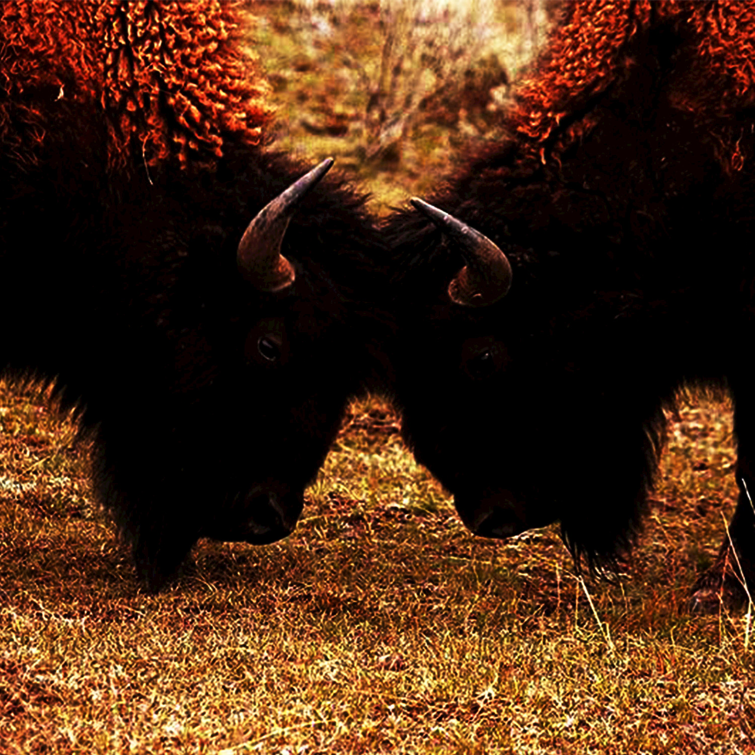 Buffalo