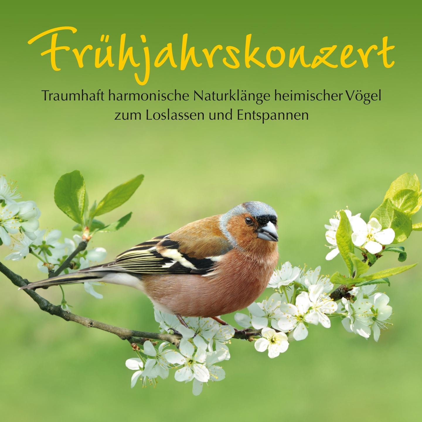 Frühjahrskonzert: Harmonische Naturklänge heimischer Vögel