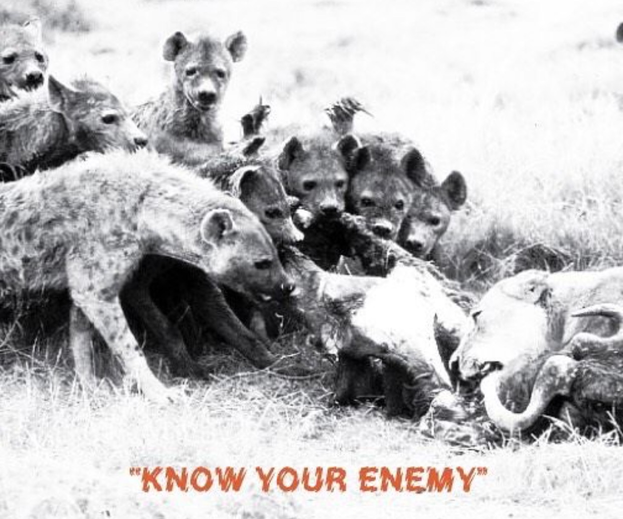 Know Your EnEMY