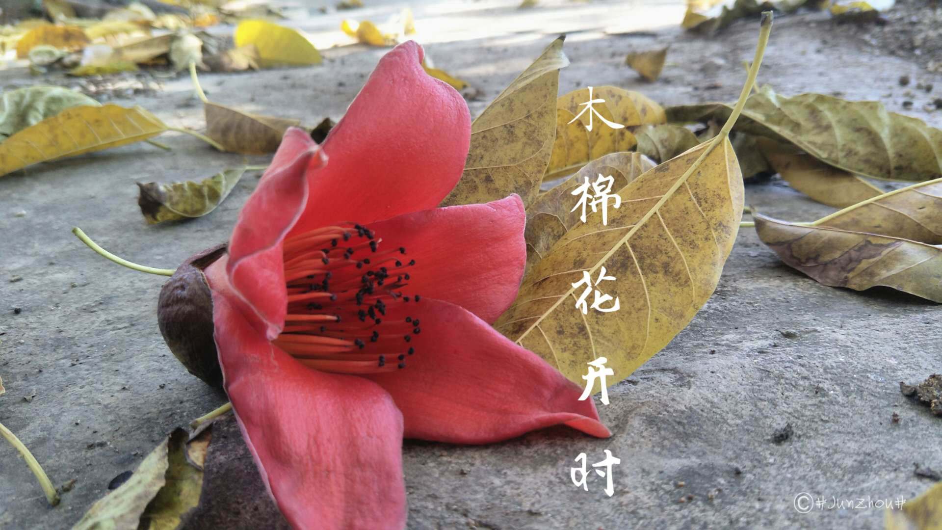 《木棉花开时》