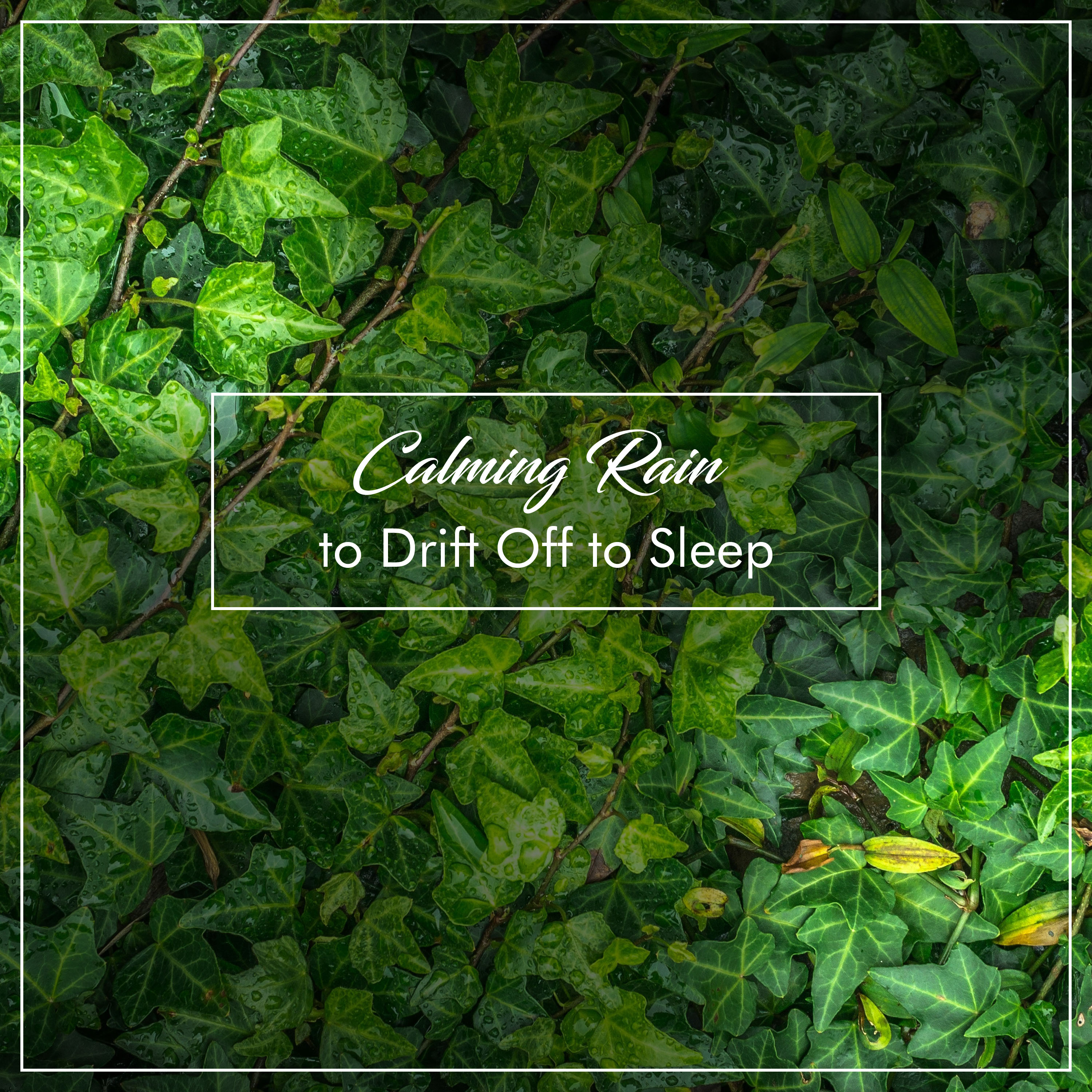 11 Calming Rain Album to Drift Off & Sleep