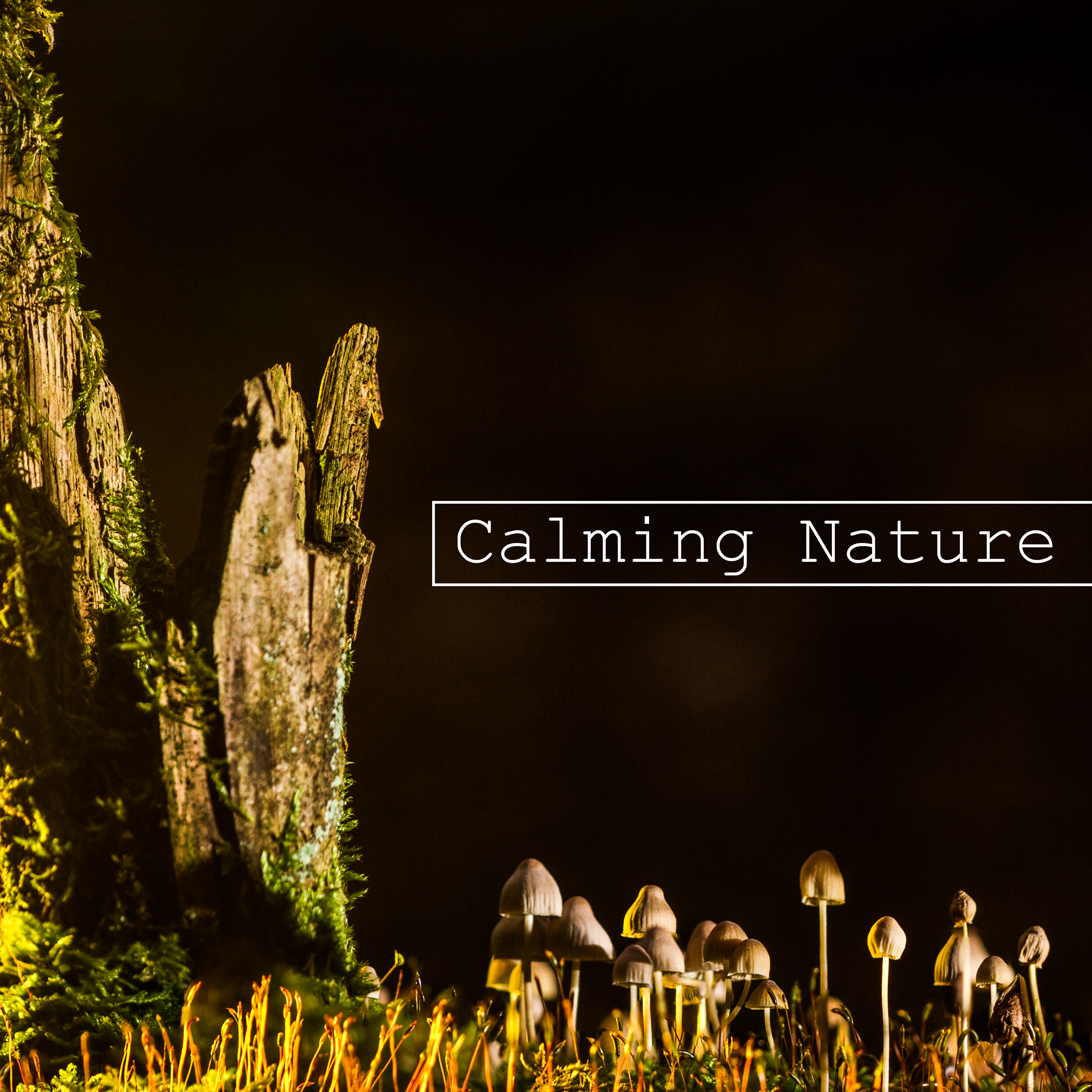 Calming Nature – Pure Relaxation, Anti Stress Music, Deep Relief, Nature Sounds, Pure Sleep, Rest, Singing Birds, Delicate Wind, Sounds of Sea