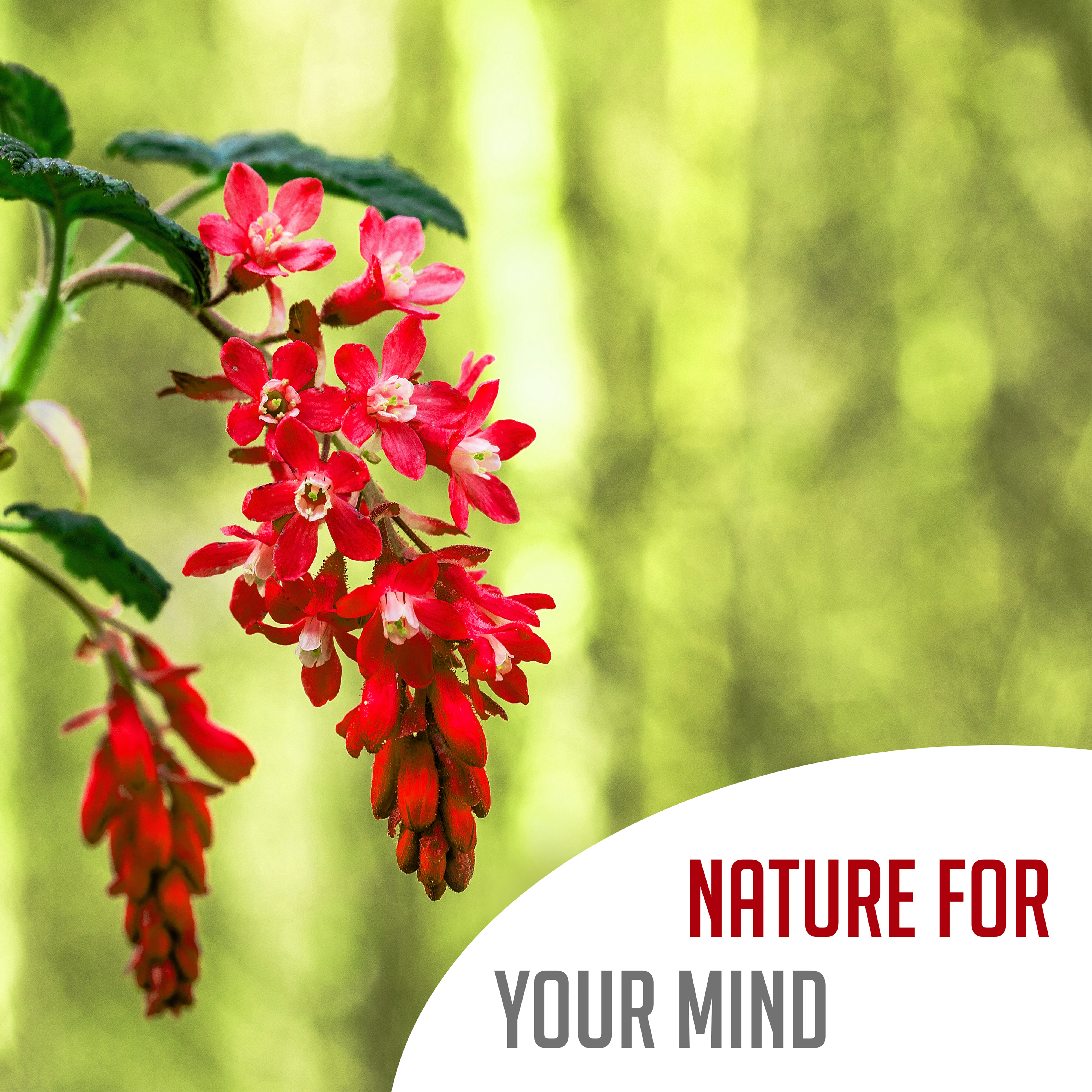 Nature for Your Mind – Calming Music for Relaxation, Soothing Nature Sounds, Rain, Free Birds, Wind, Meditation, Zen, Stress Relief